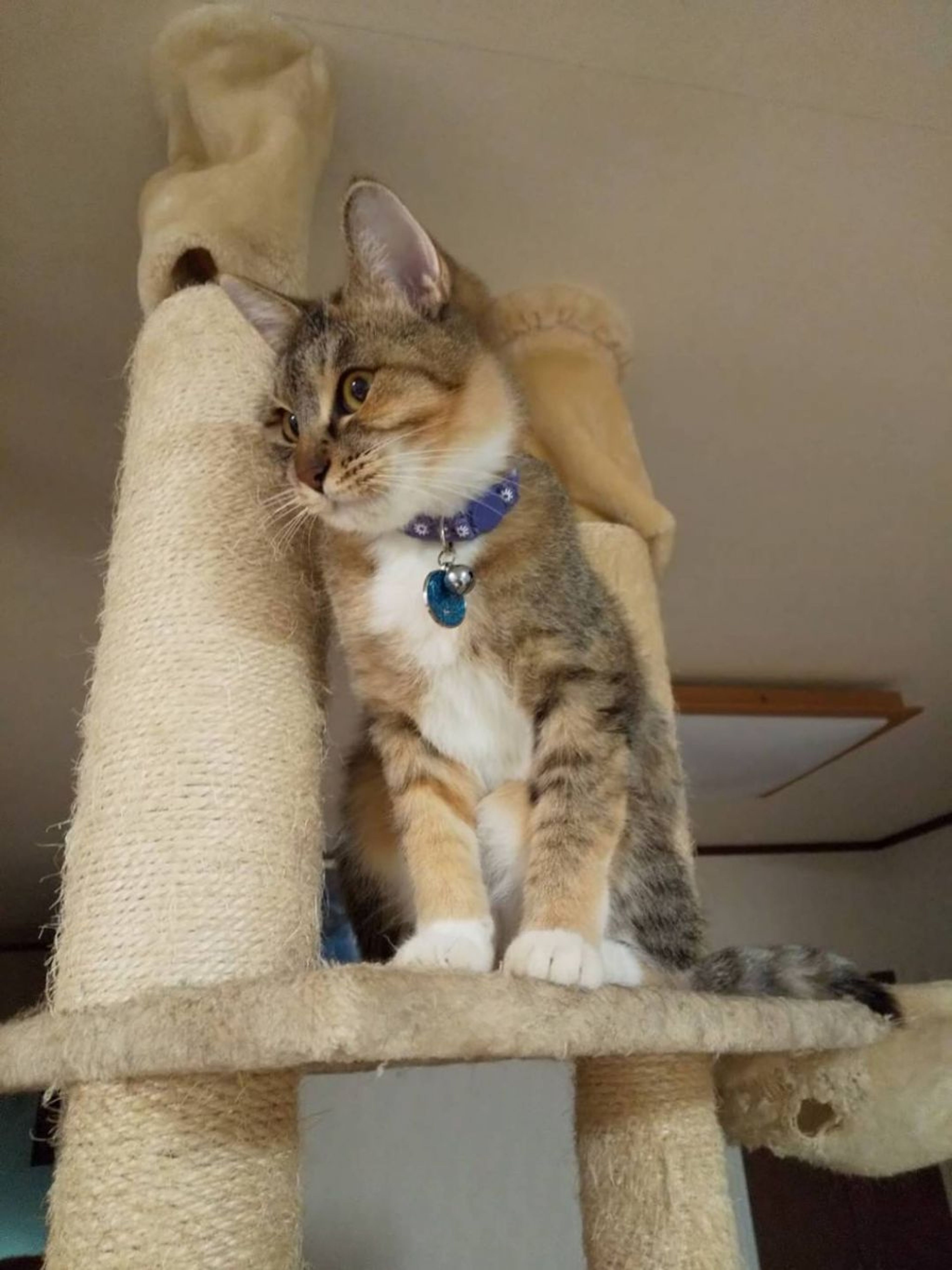 pet-image-4