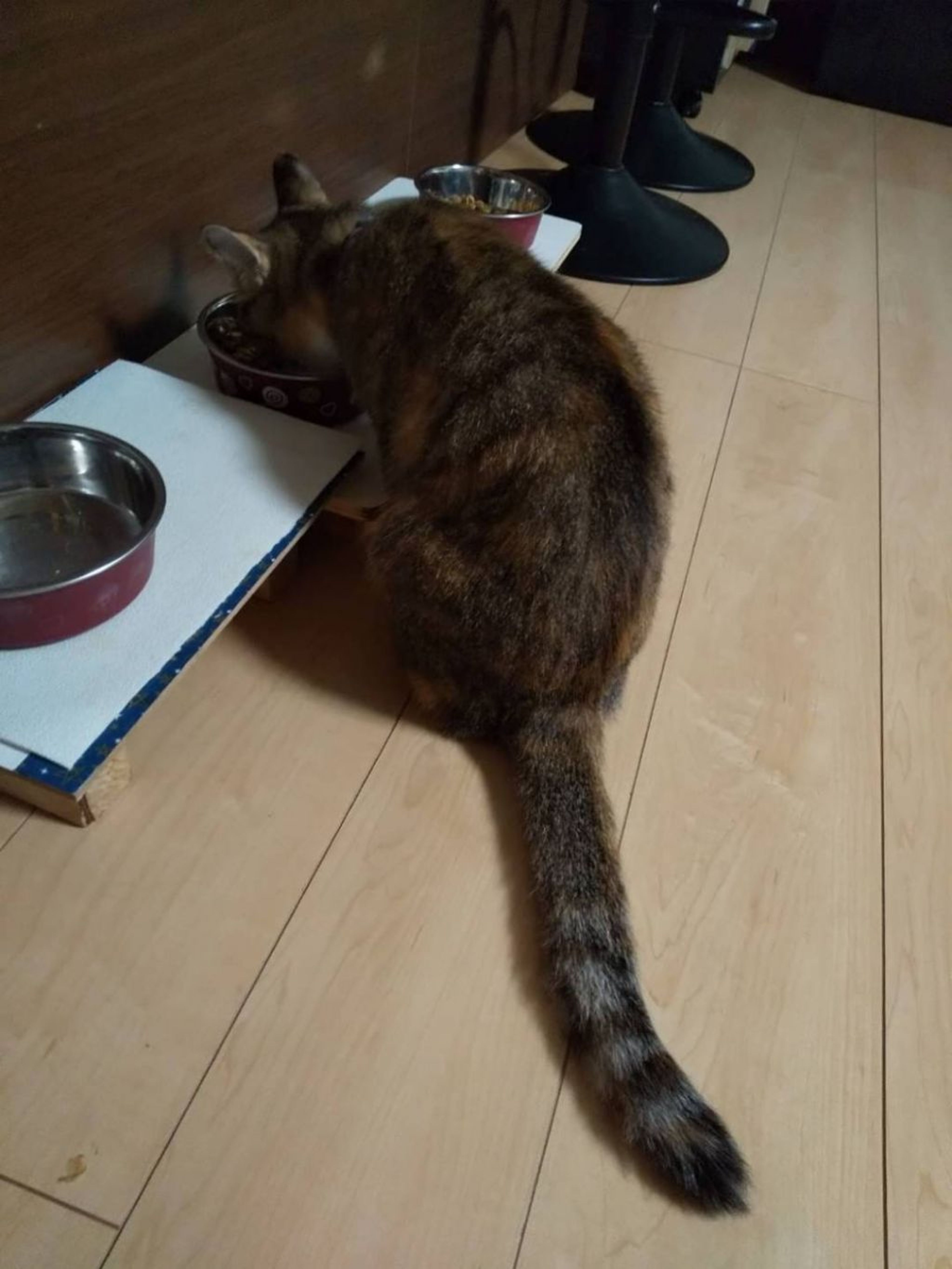 pet-image-7