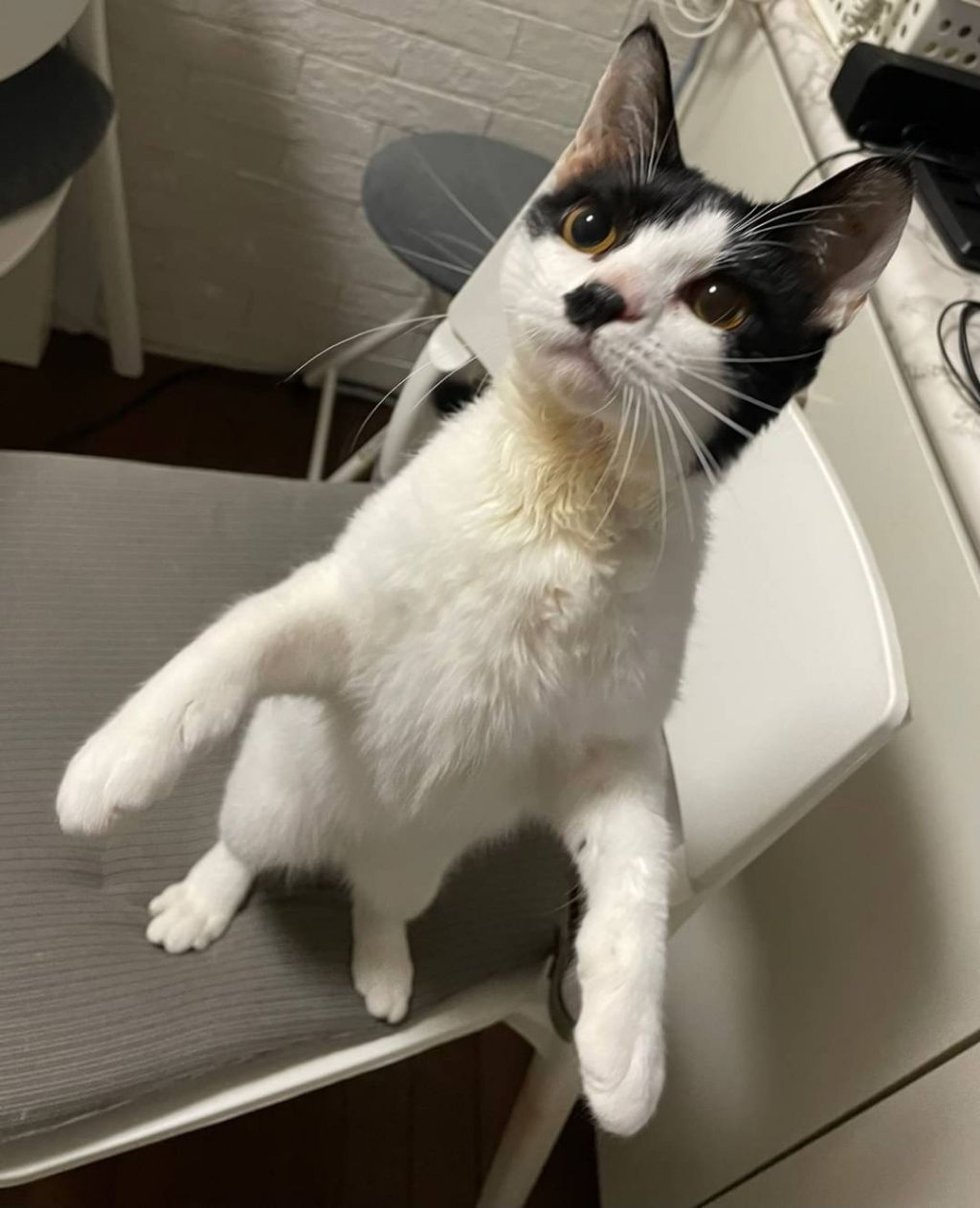 雑種（ミックス猫）・メスの里親募集の写真