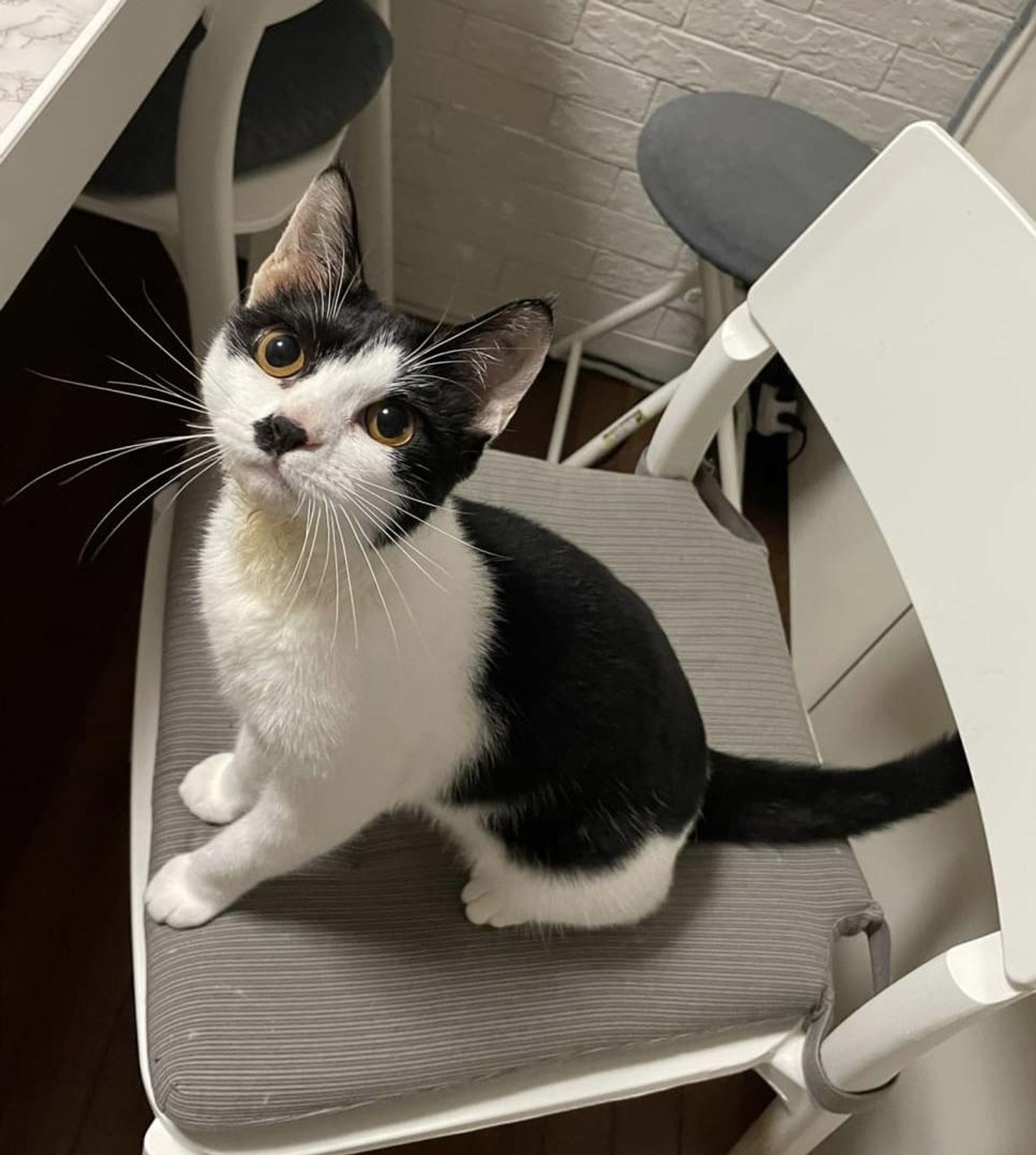 pet-image-2