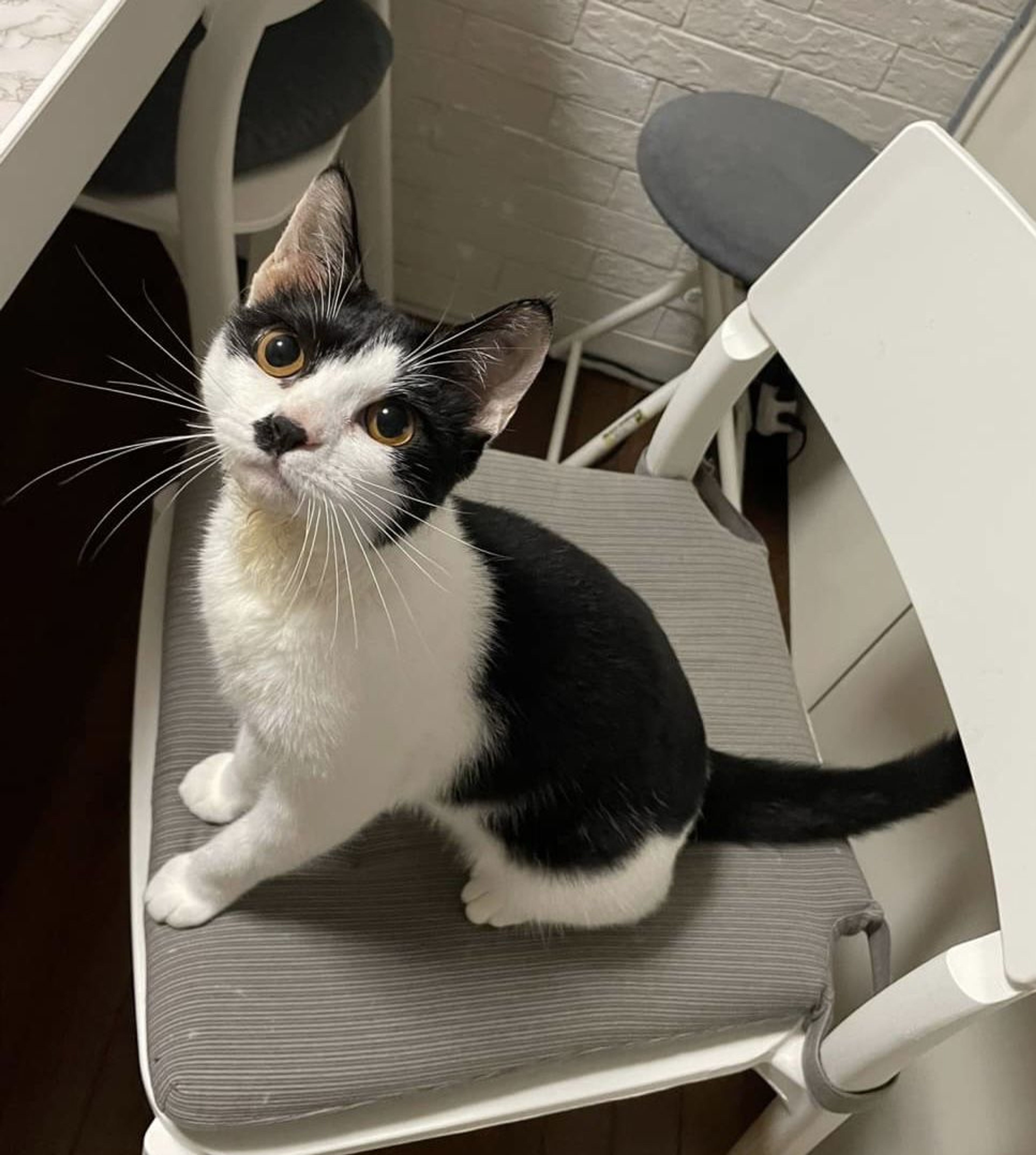 pet-image-2