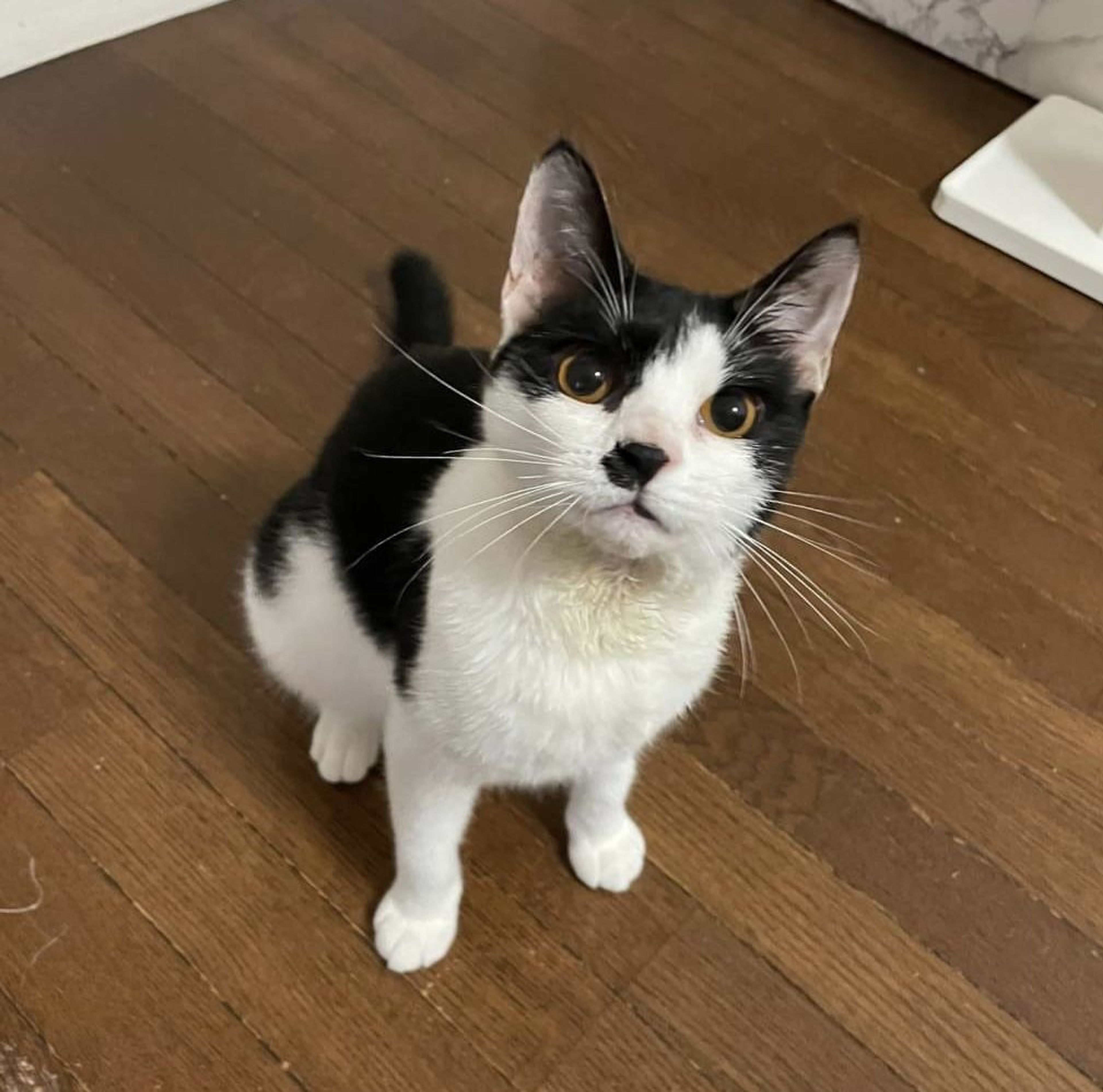 pet-image-5
