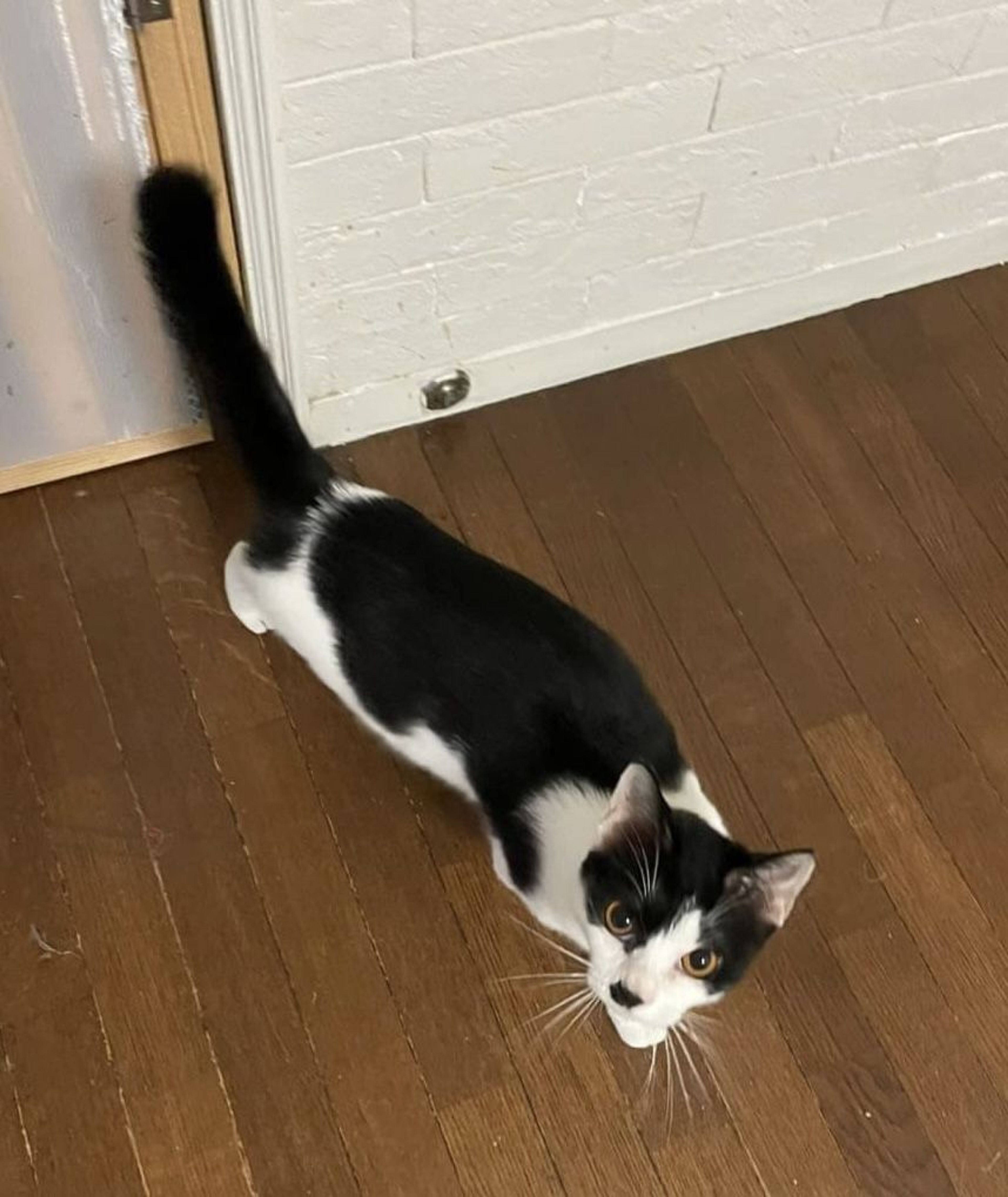 pet-image-6