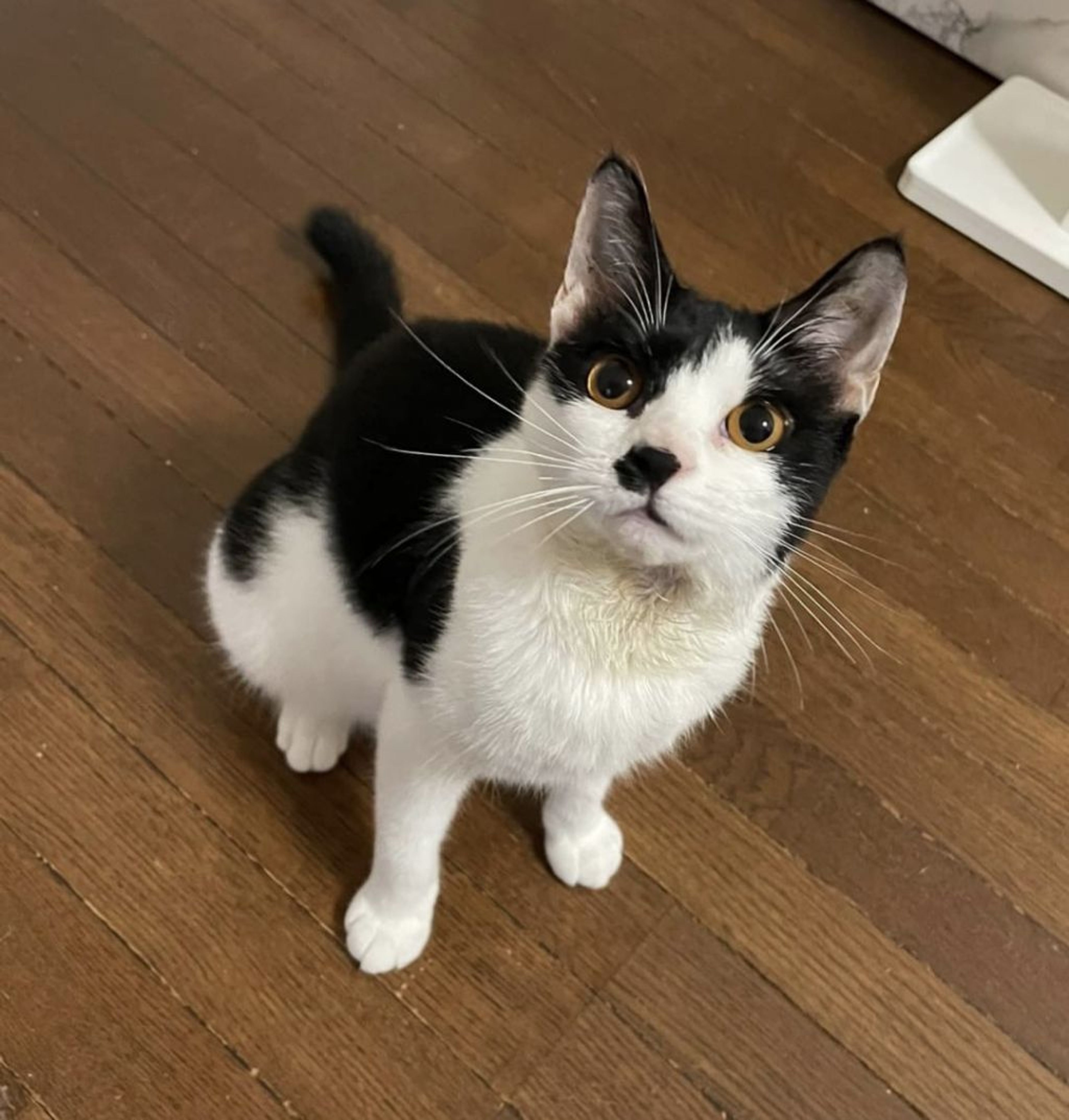 pet-image-7