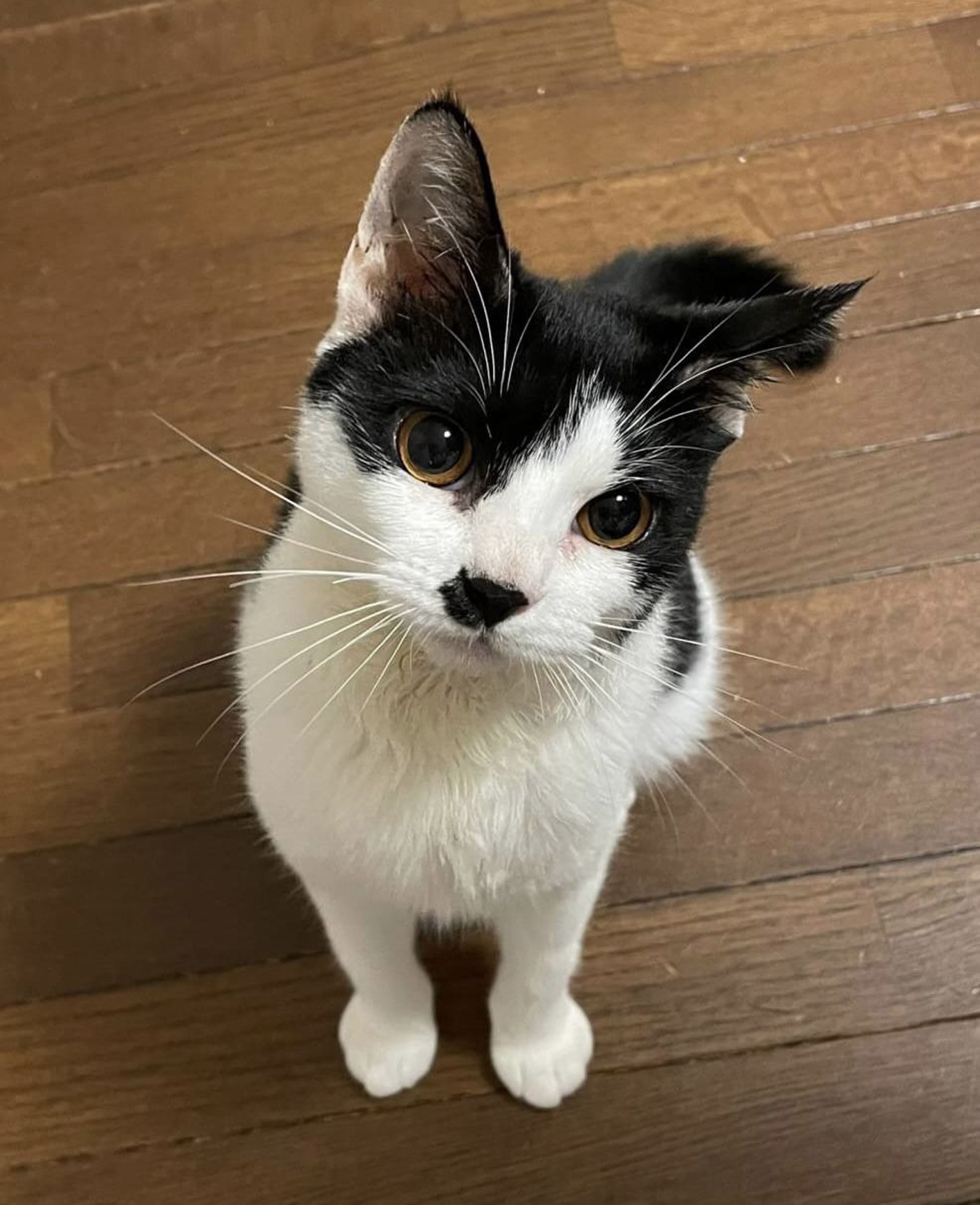 pet-image-8