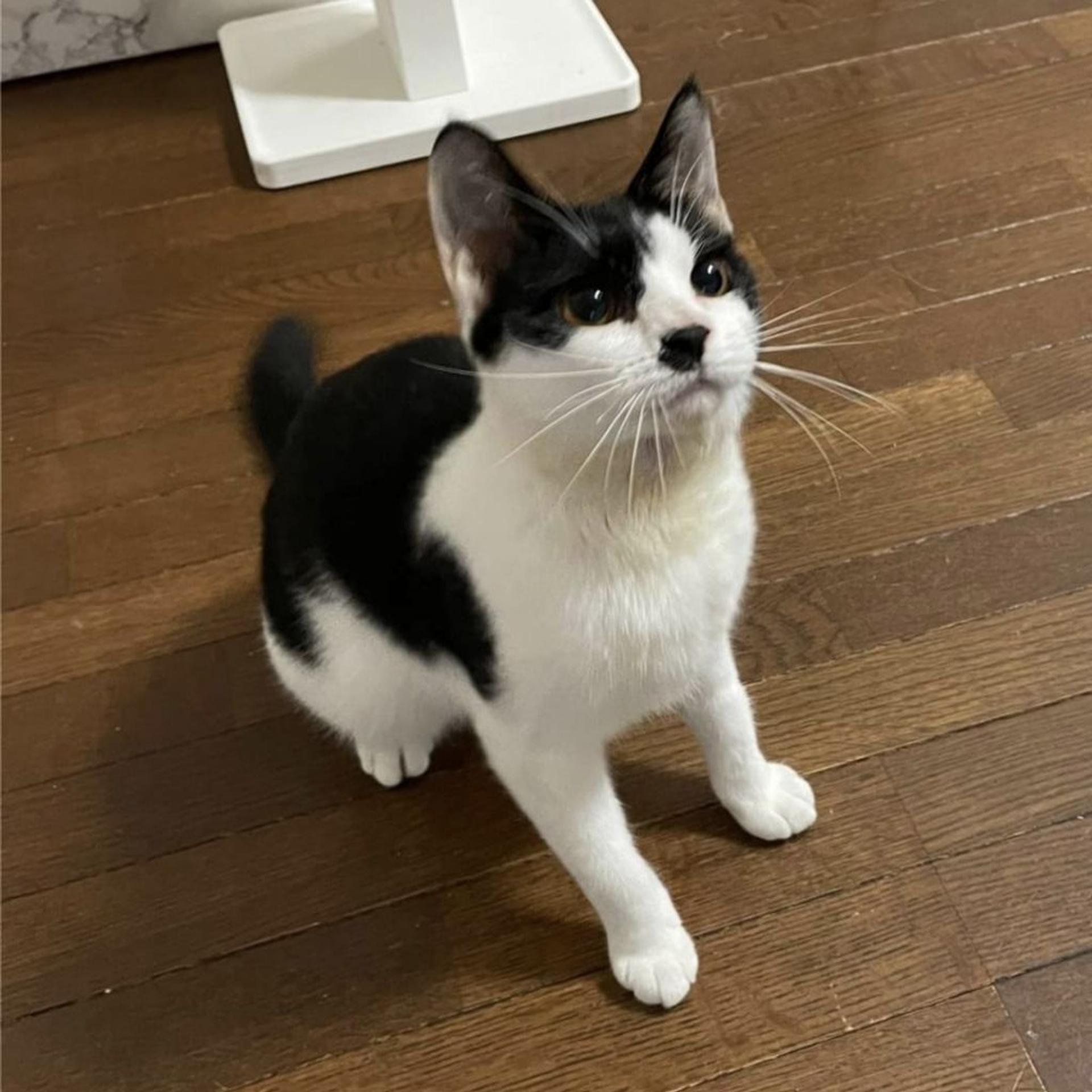 pet-image-9