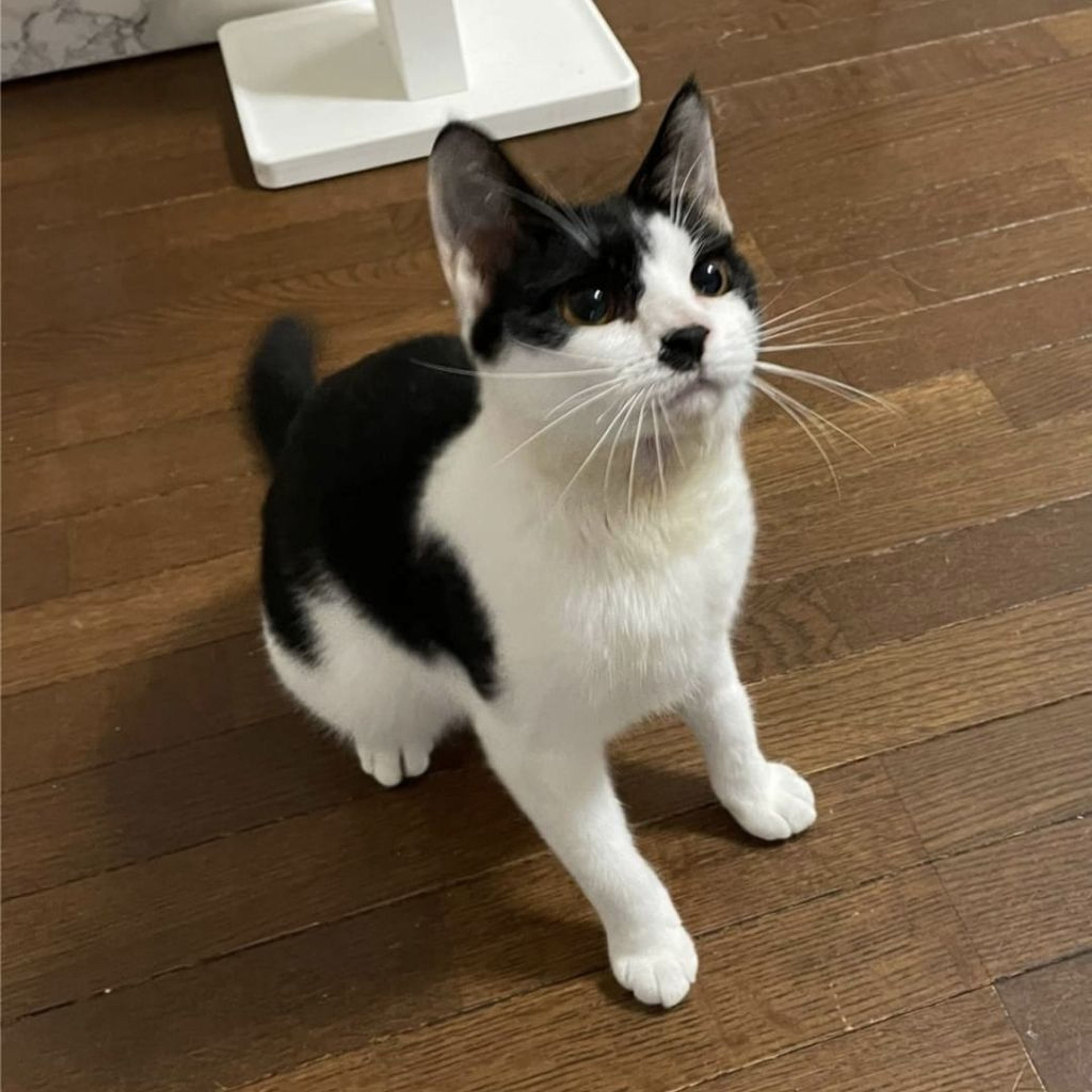 pet-image-9