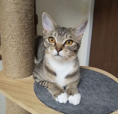 アコヤの写真