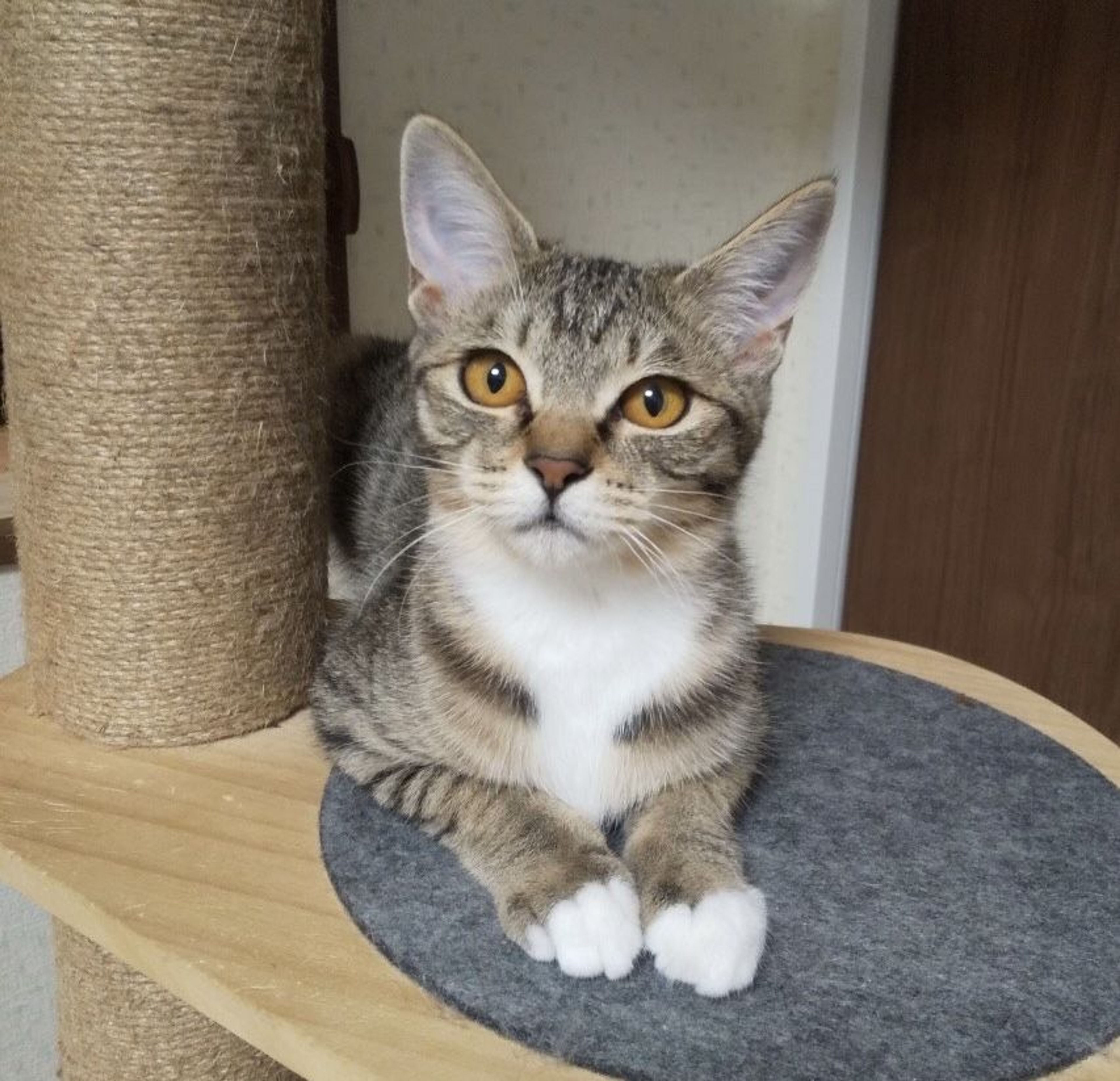 雑種（ミックス猫）・メスの里親募集の写真