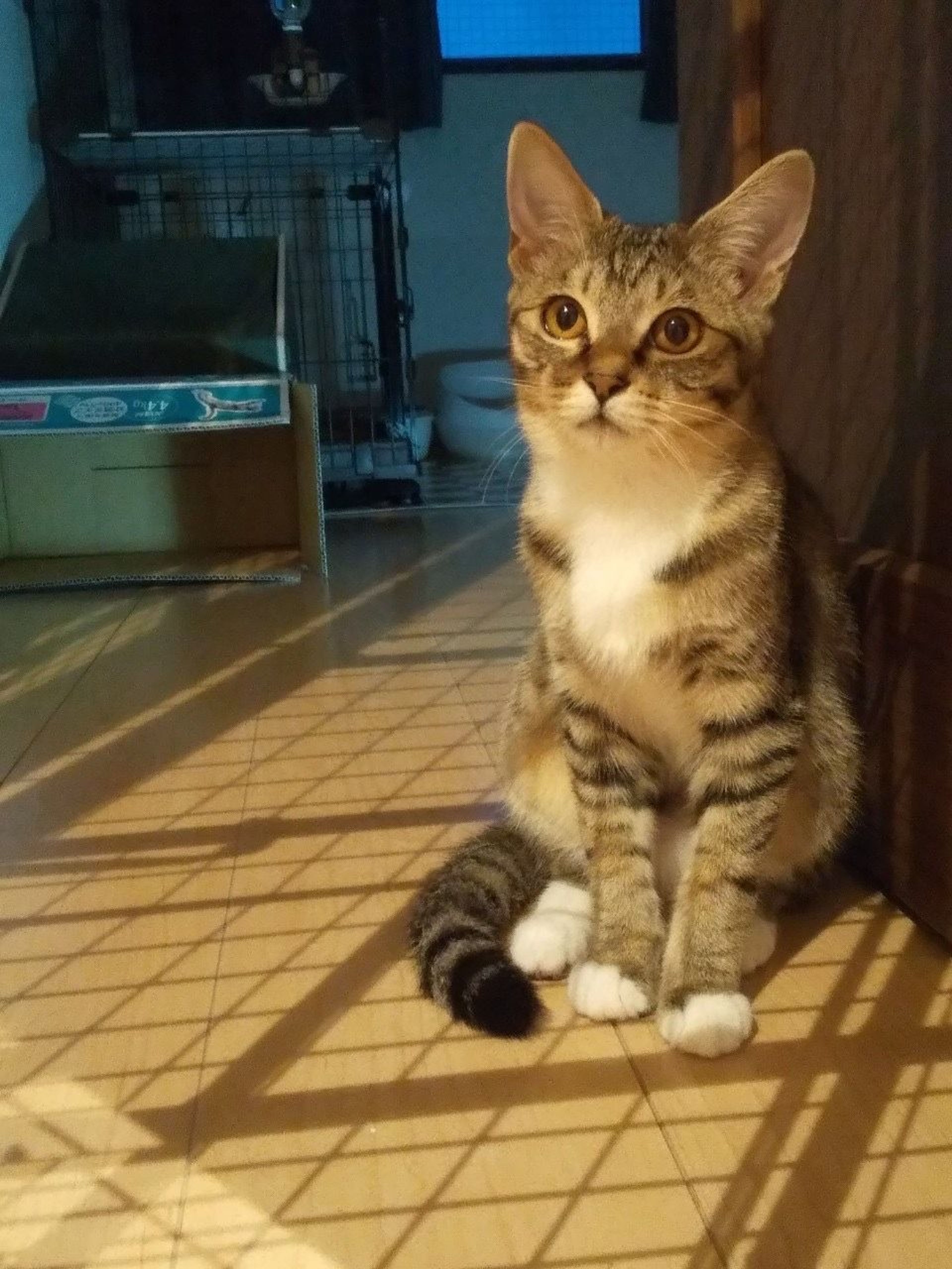 pet-image-2