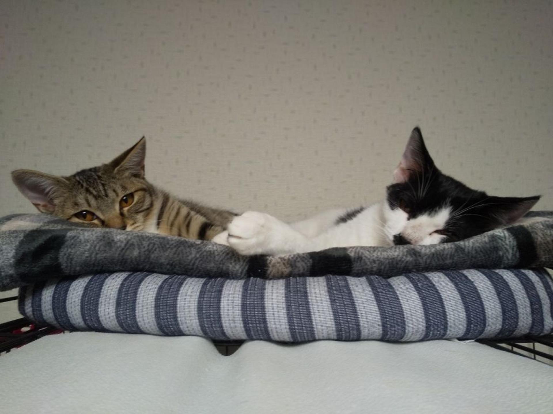 pet-image-4