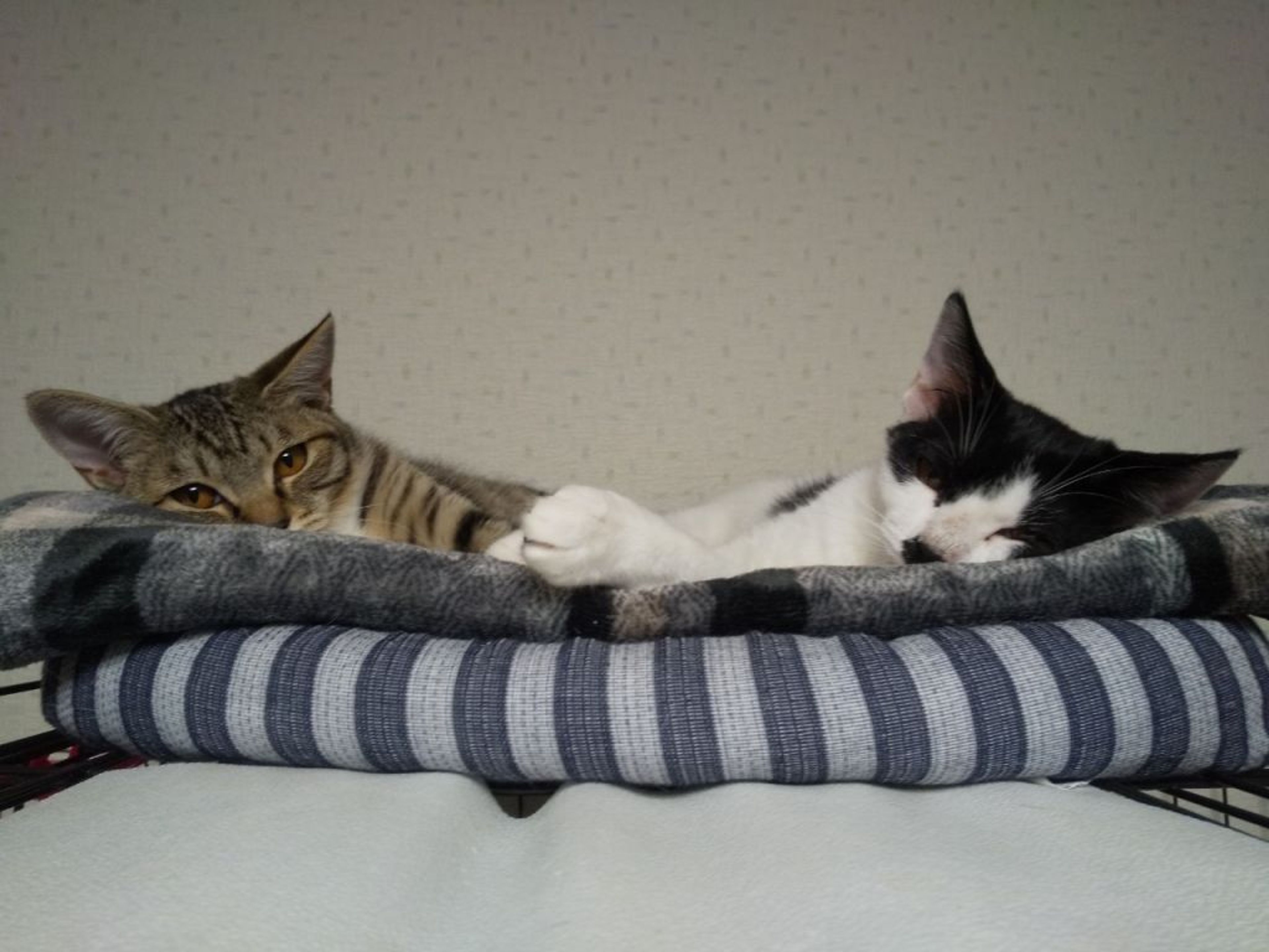pet-image-4