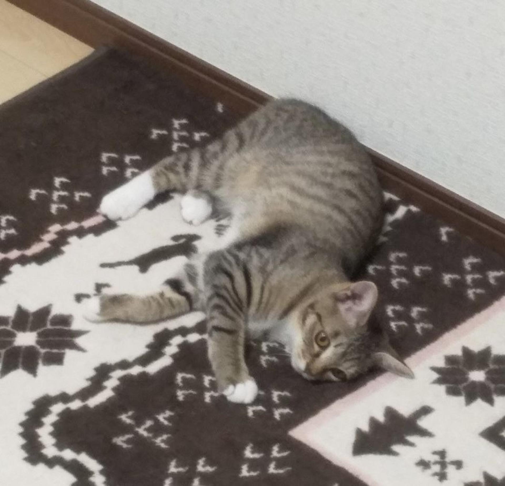 pet-image-5