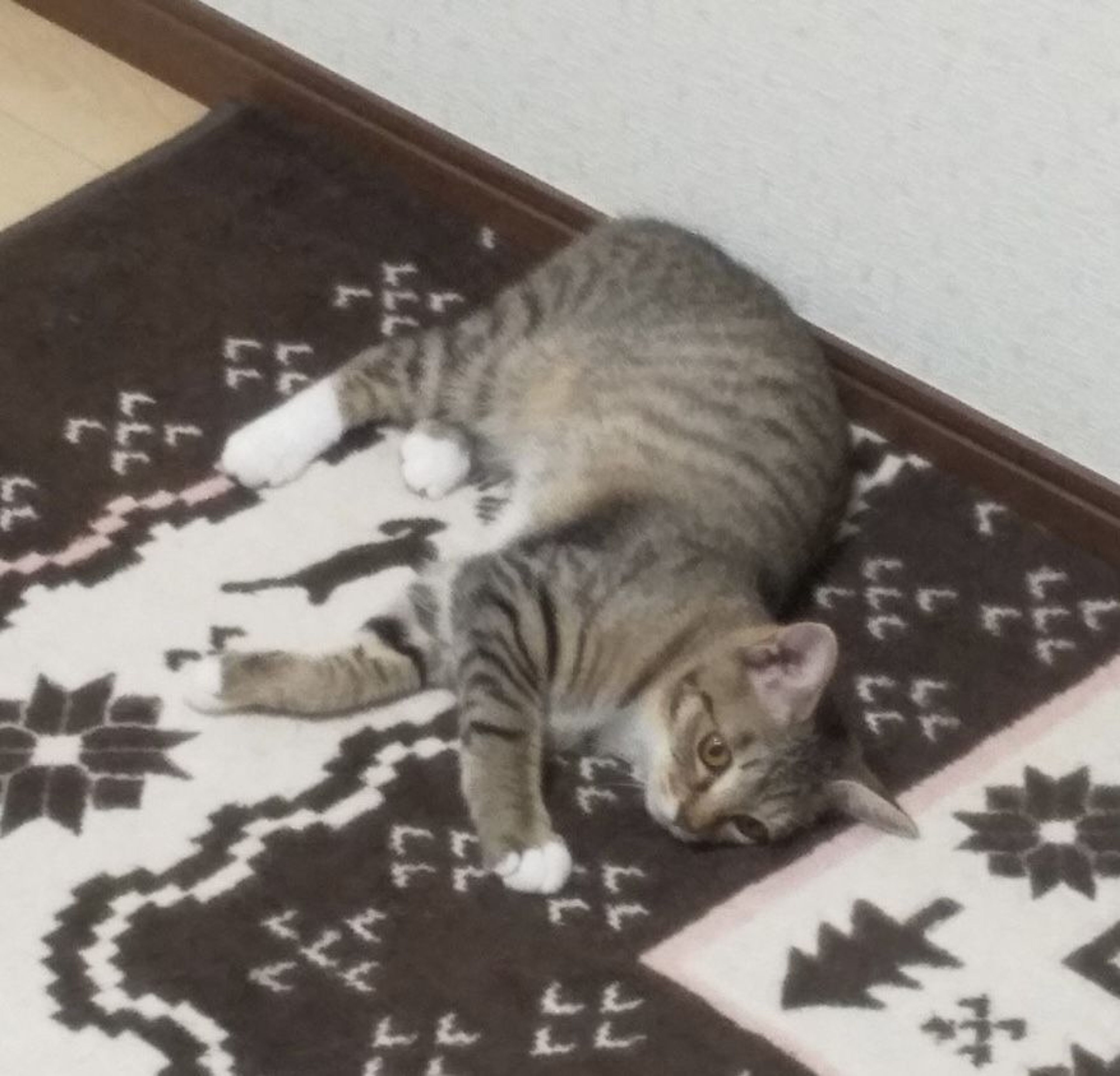 pet-image-5