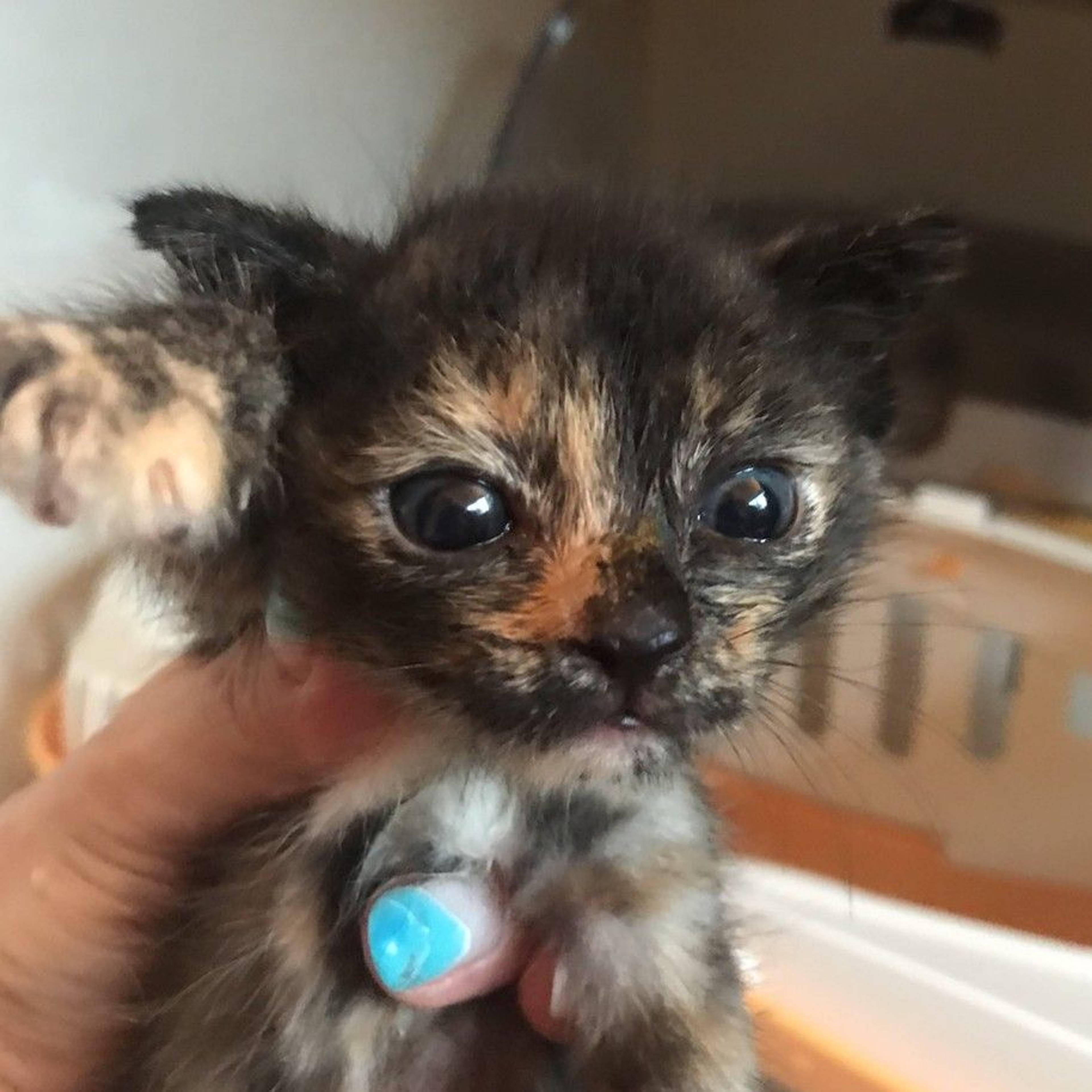 雑種（ミックス猫）・メスの里親募集の写真