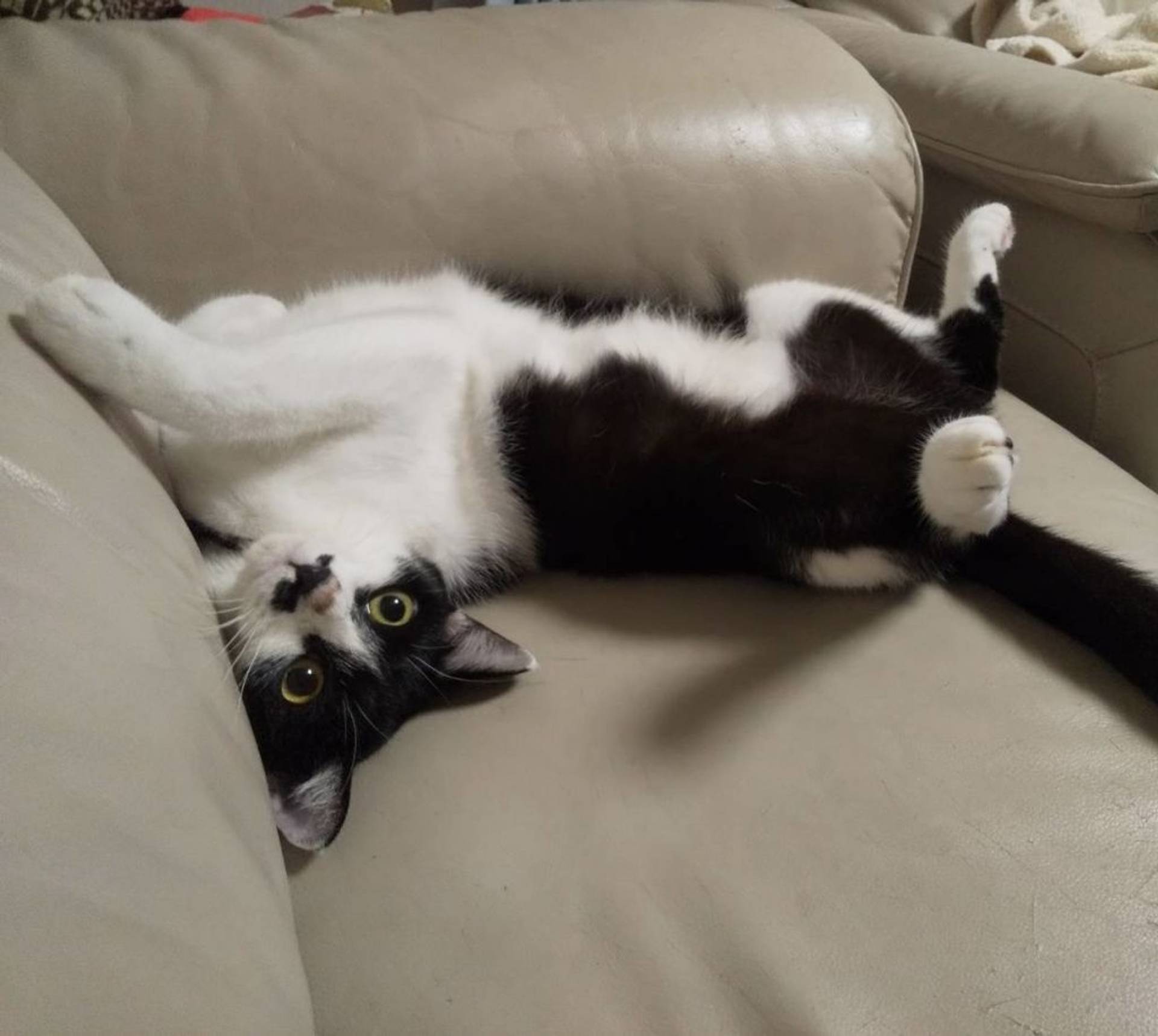 雑種（ミックス猫）・メスの里親募集の写真