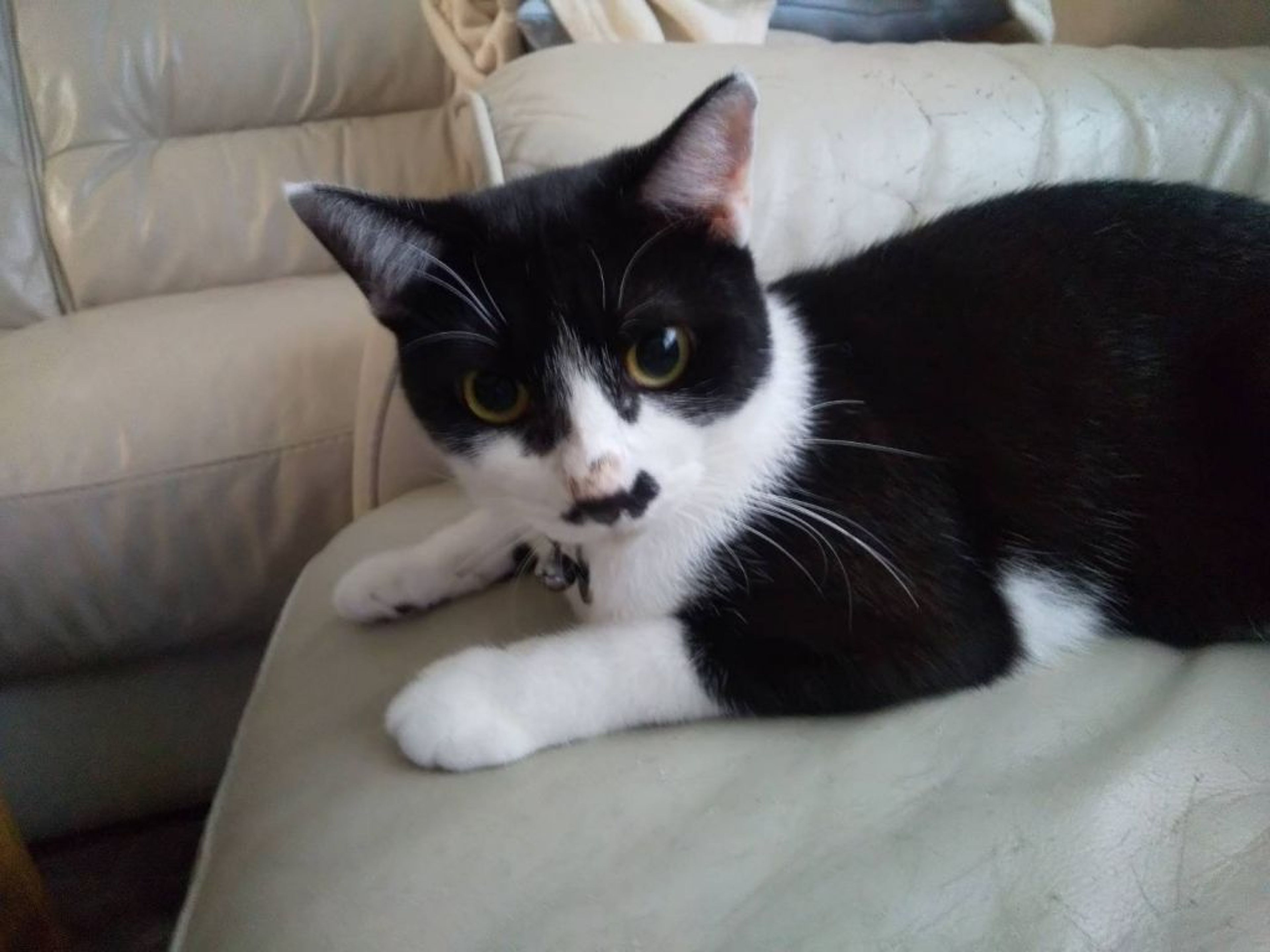pet-image-3