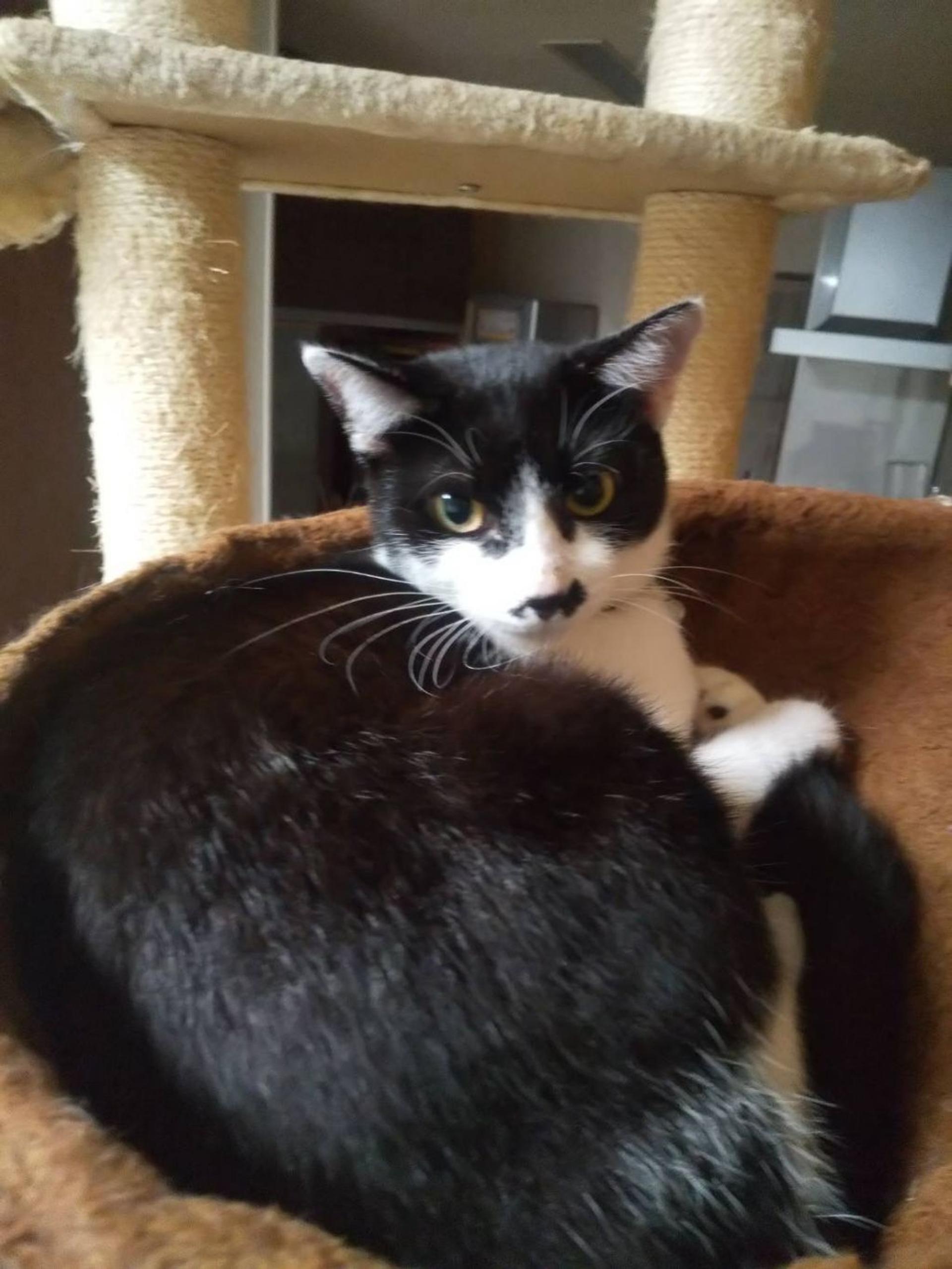 pet-image-5