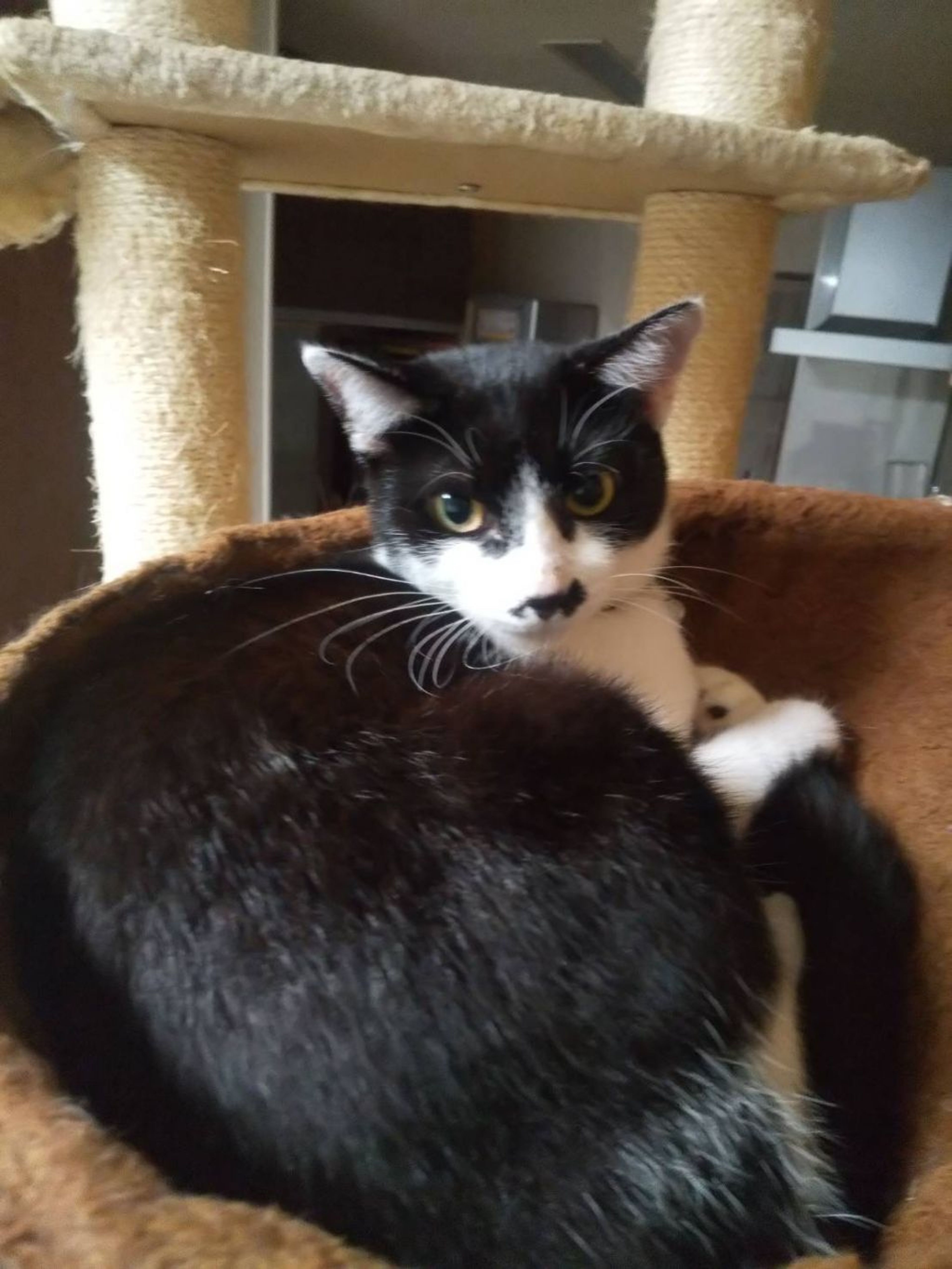 pet-image-5