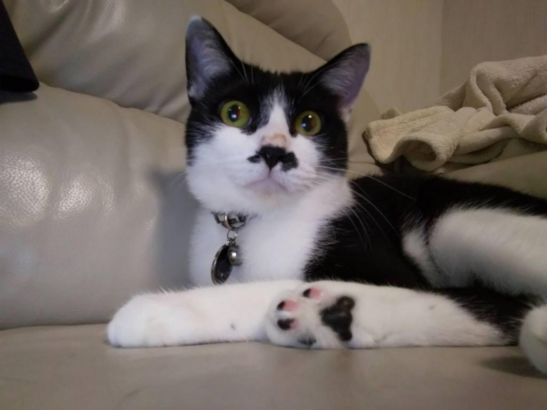 pet-image-7