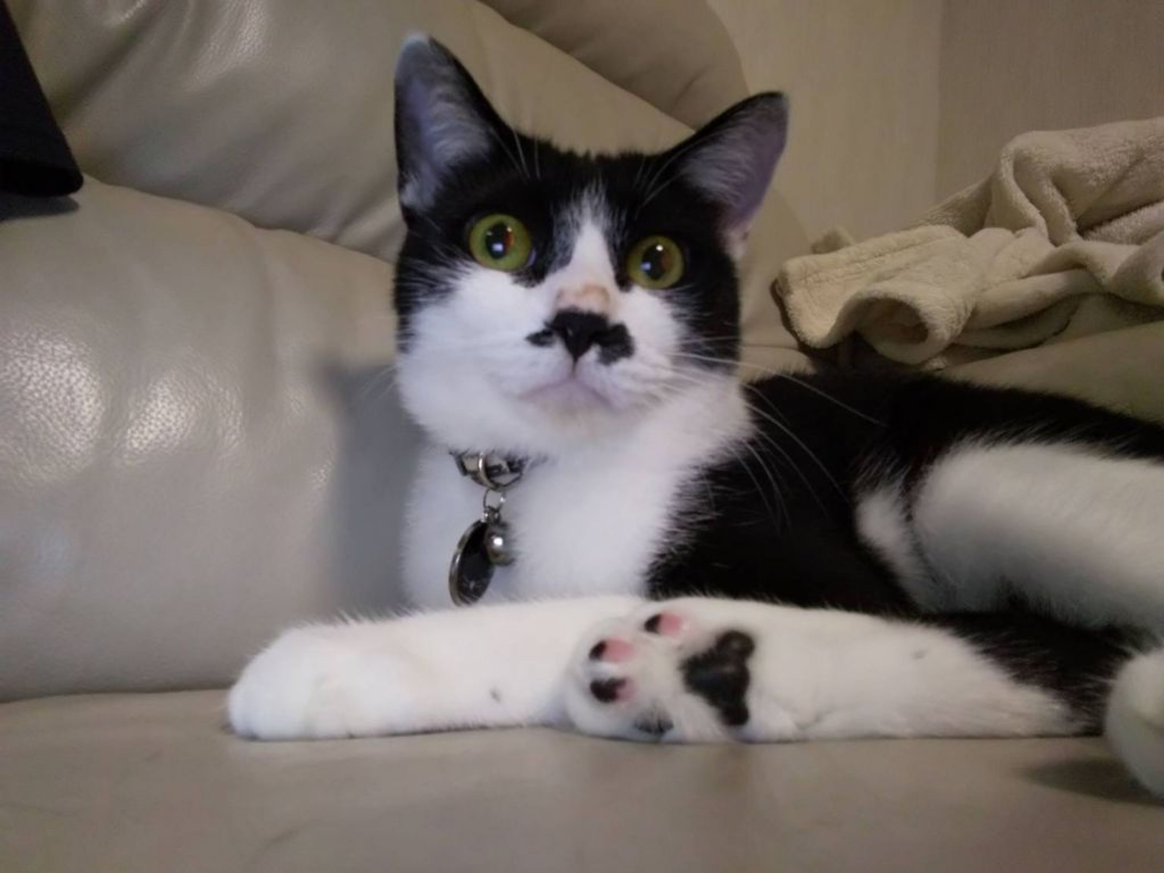 pet-image-7