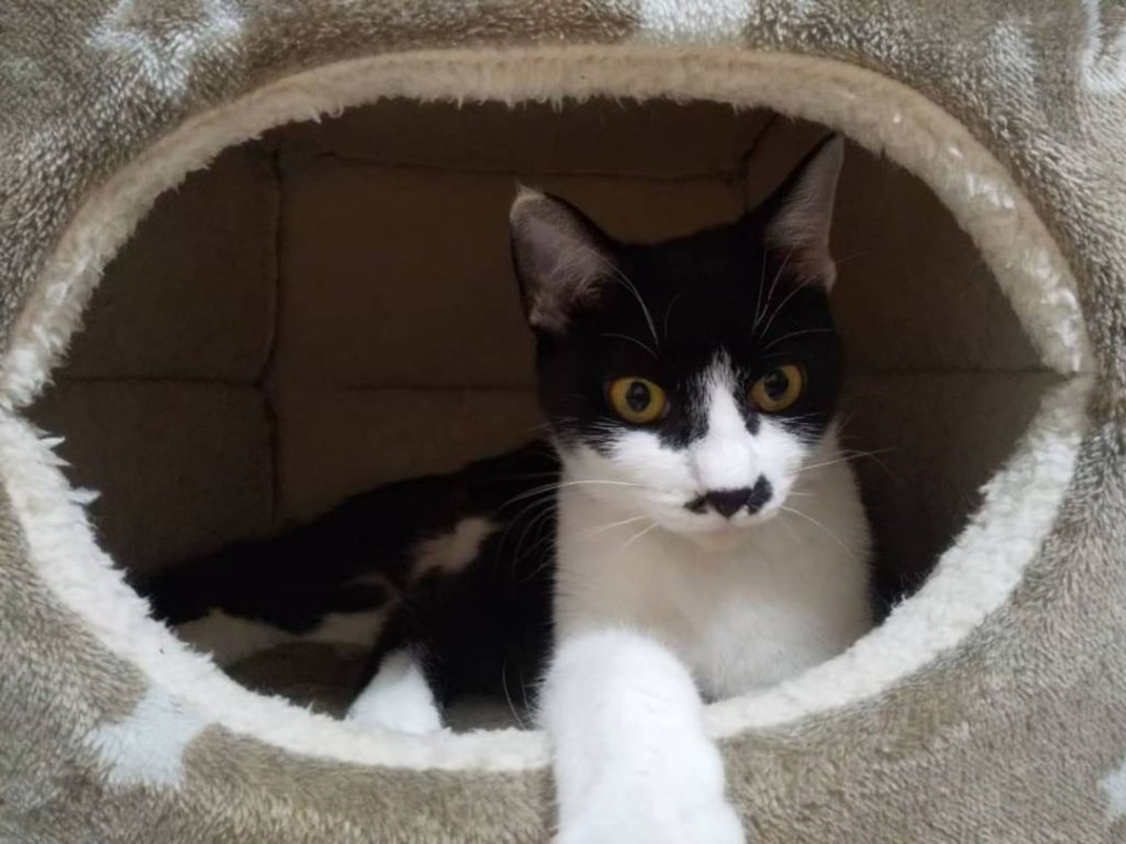 pet-image-2