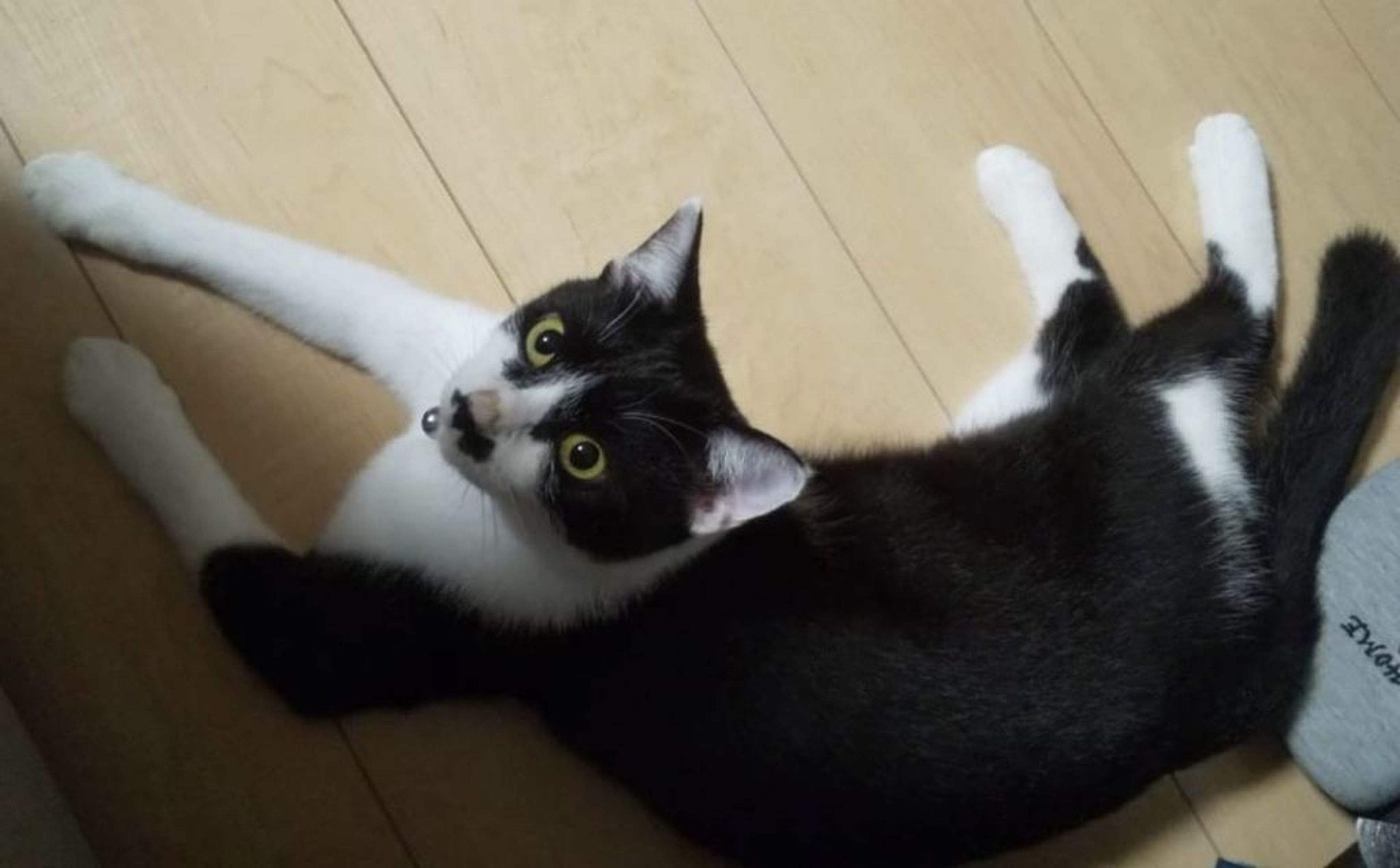pet-image-6