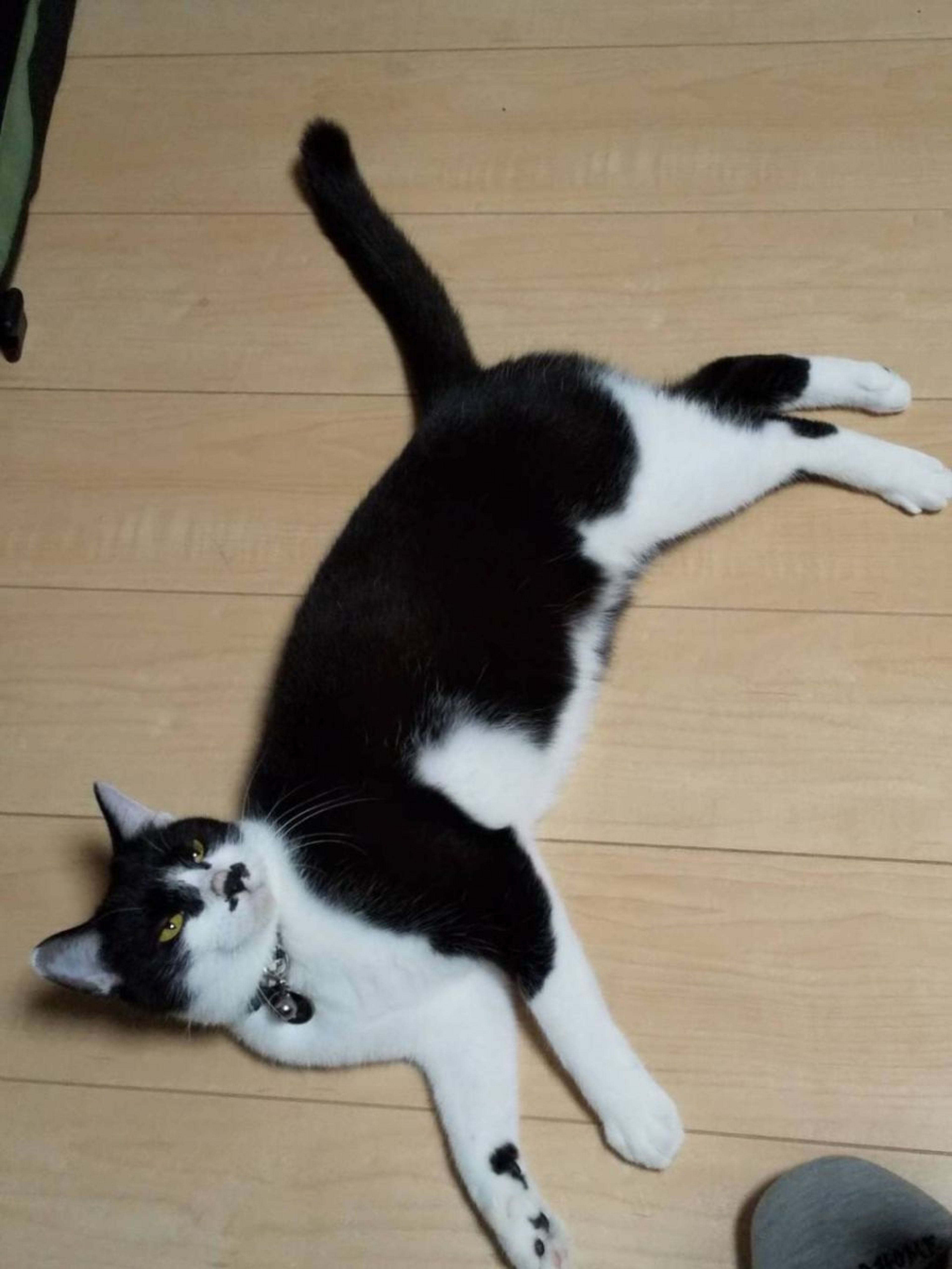 pet-image-8