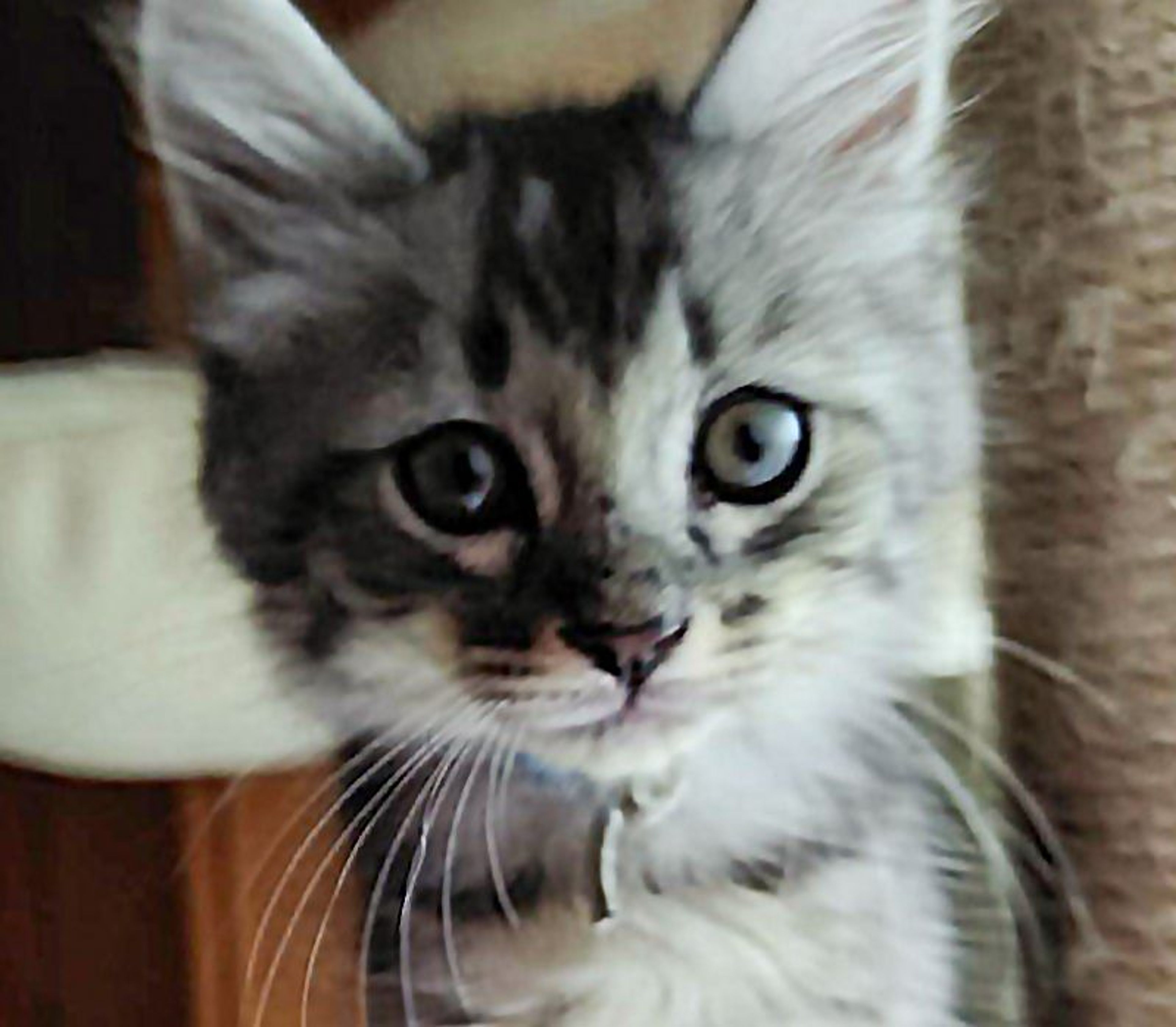 雑種（ミックス猫）・オスの里親募集の写真