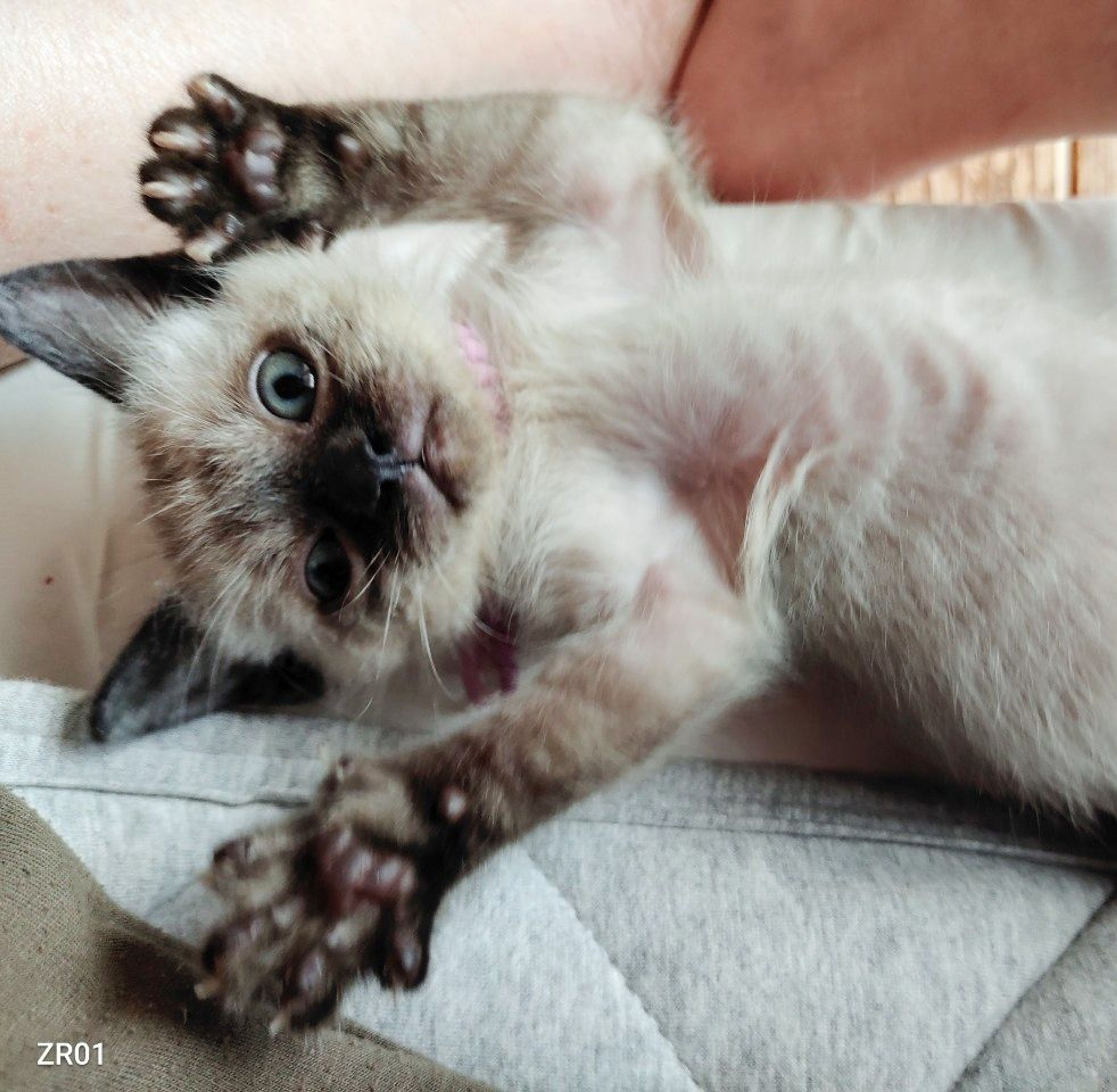 雑種（ミックス猫）・オスの里親募集の写真