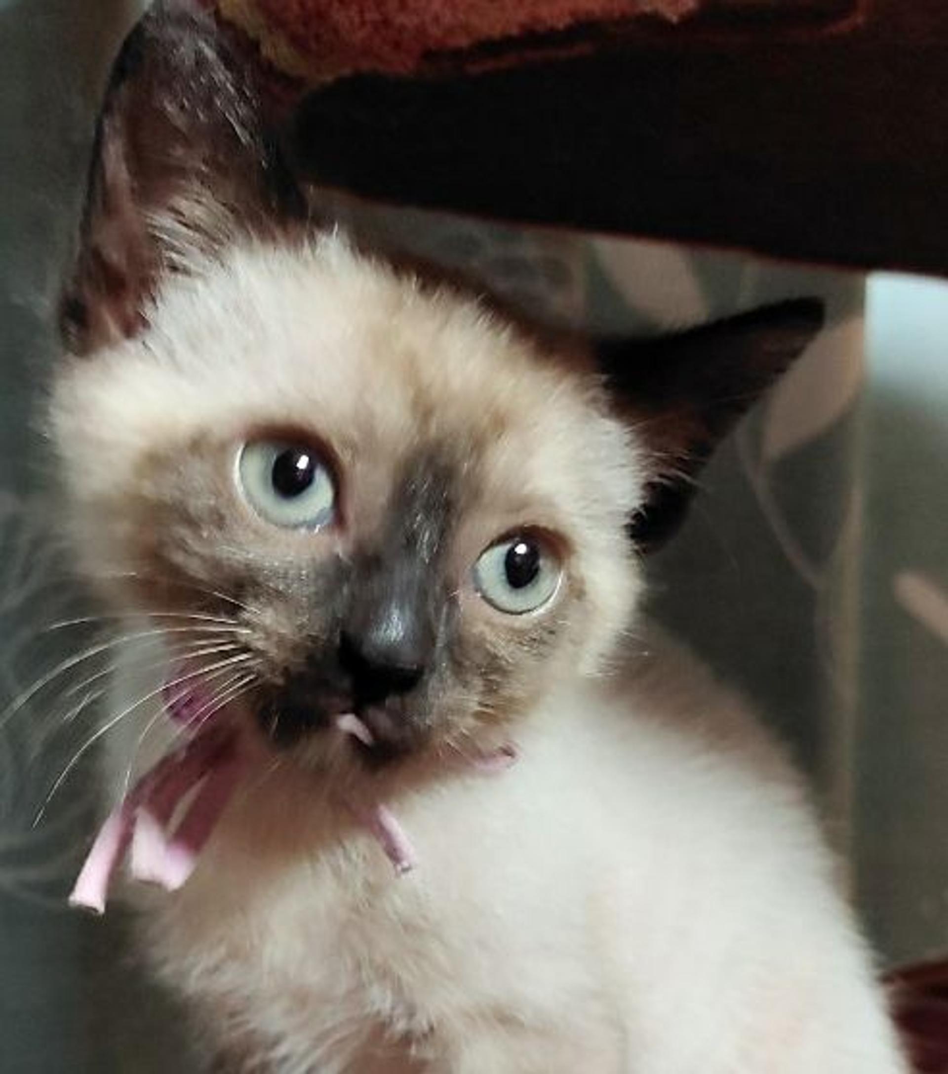 pet-image-4