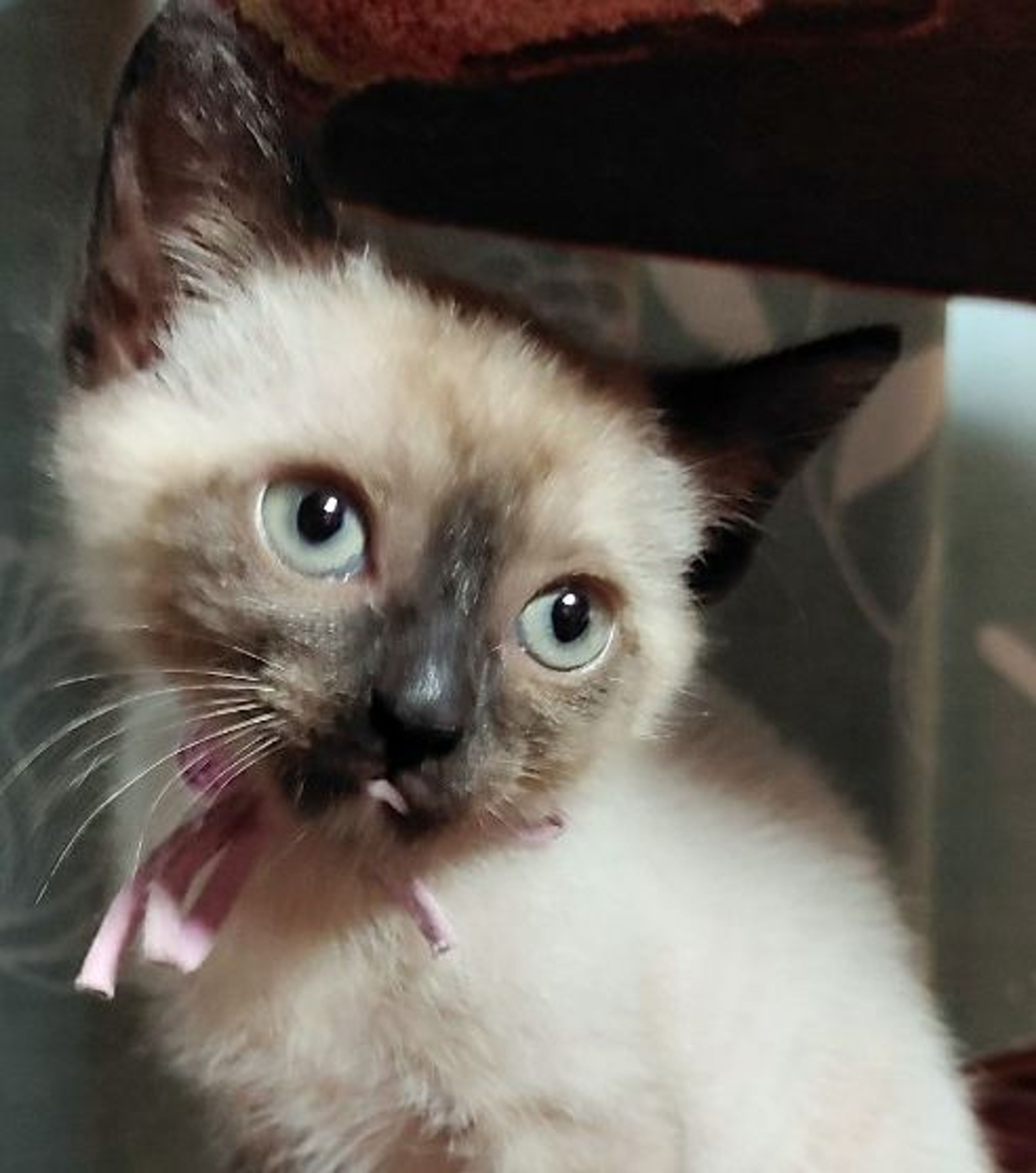 pet-image-4