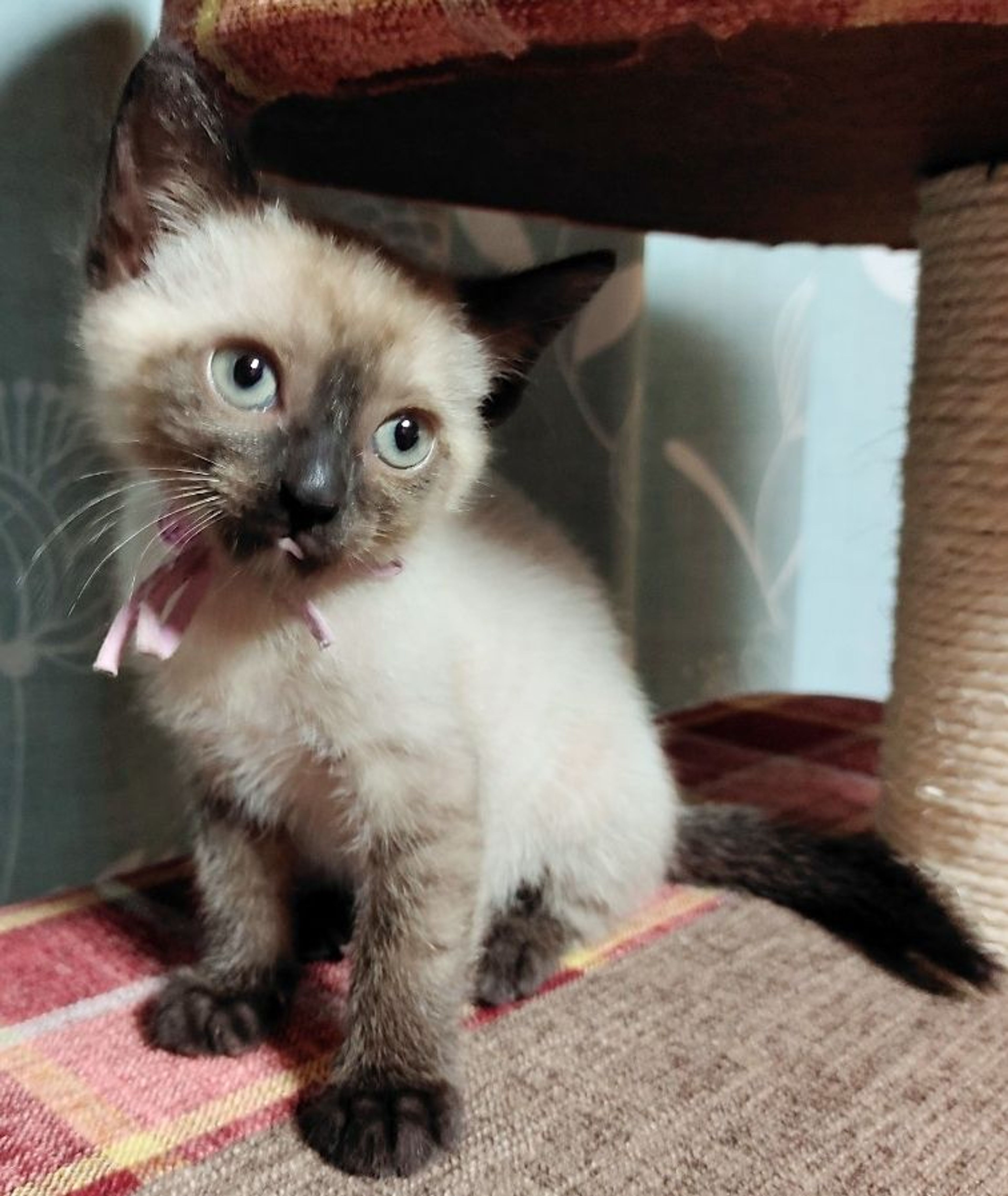pet-image-5