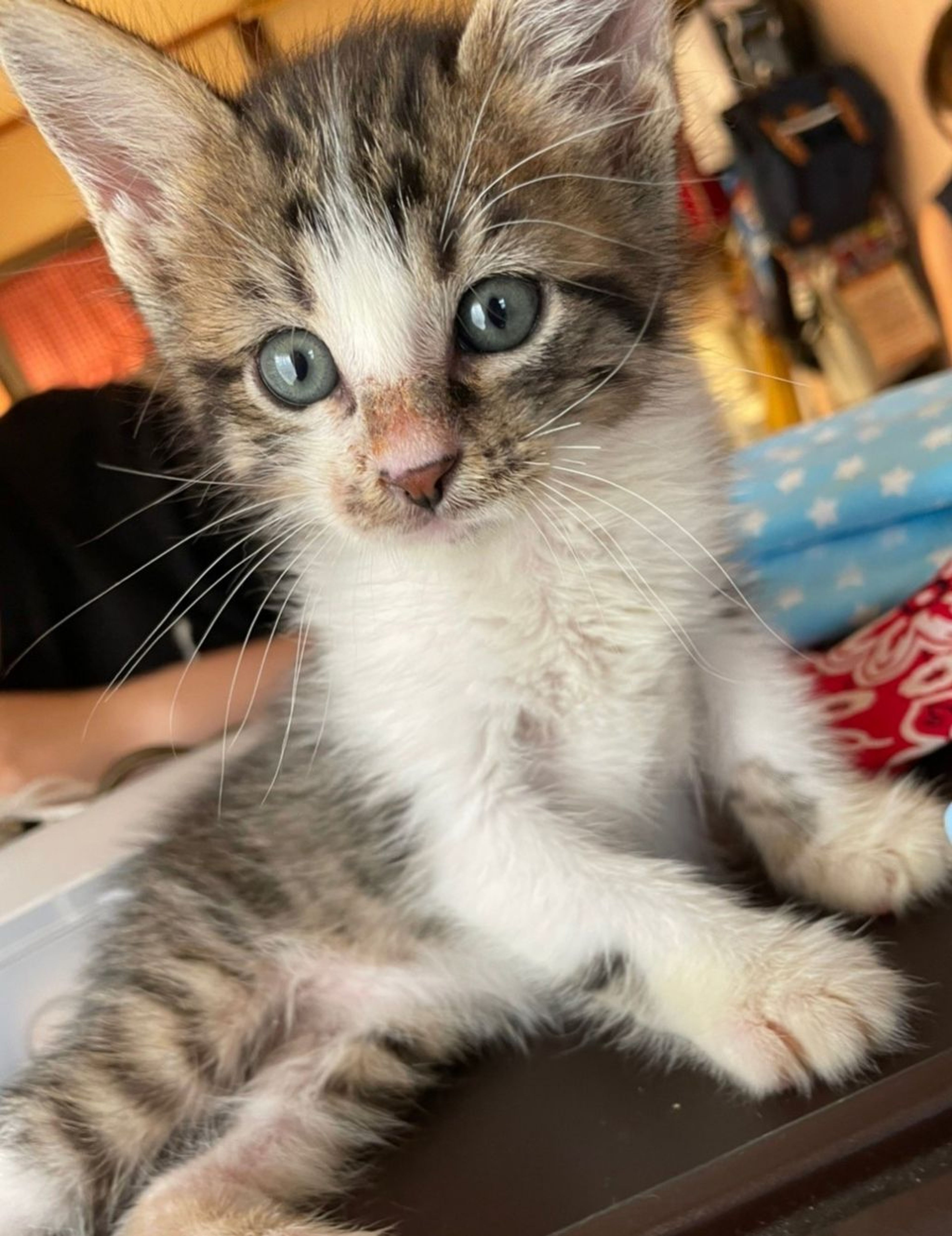 雑種（ミックス猫）・オスの里親募集の写真