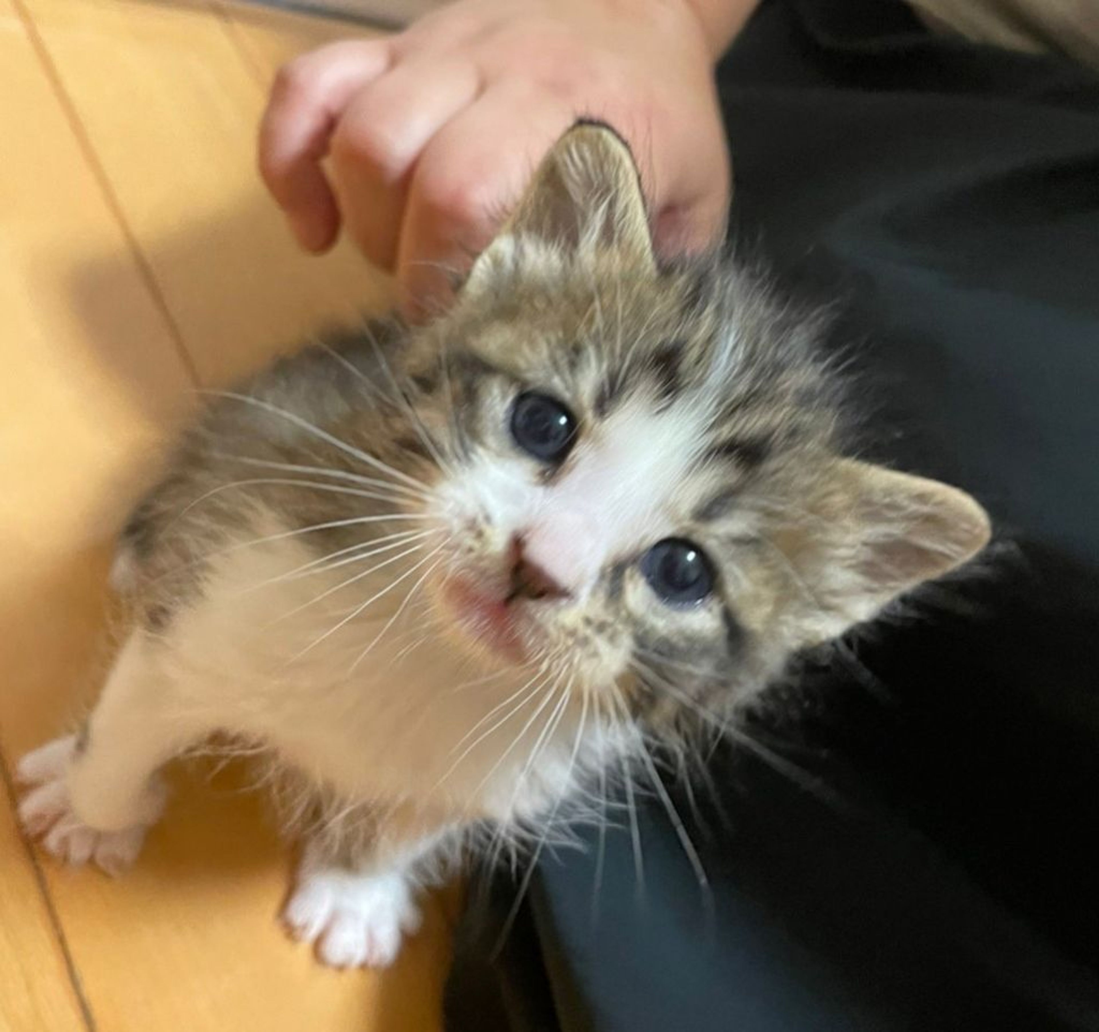 pet-image-6