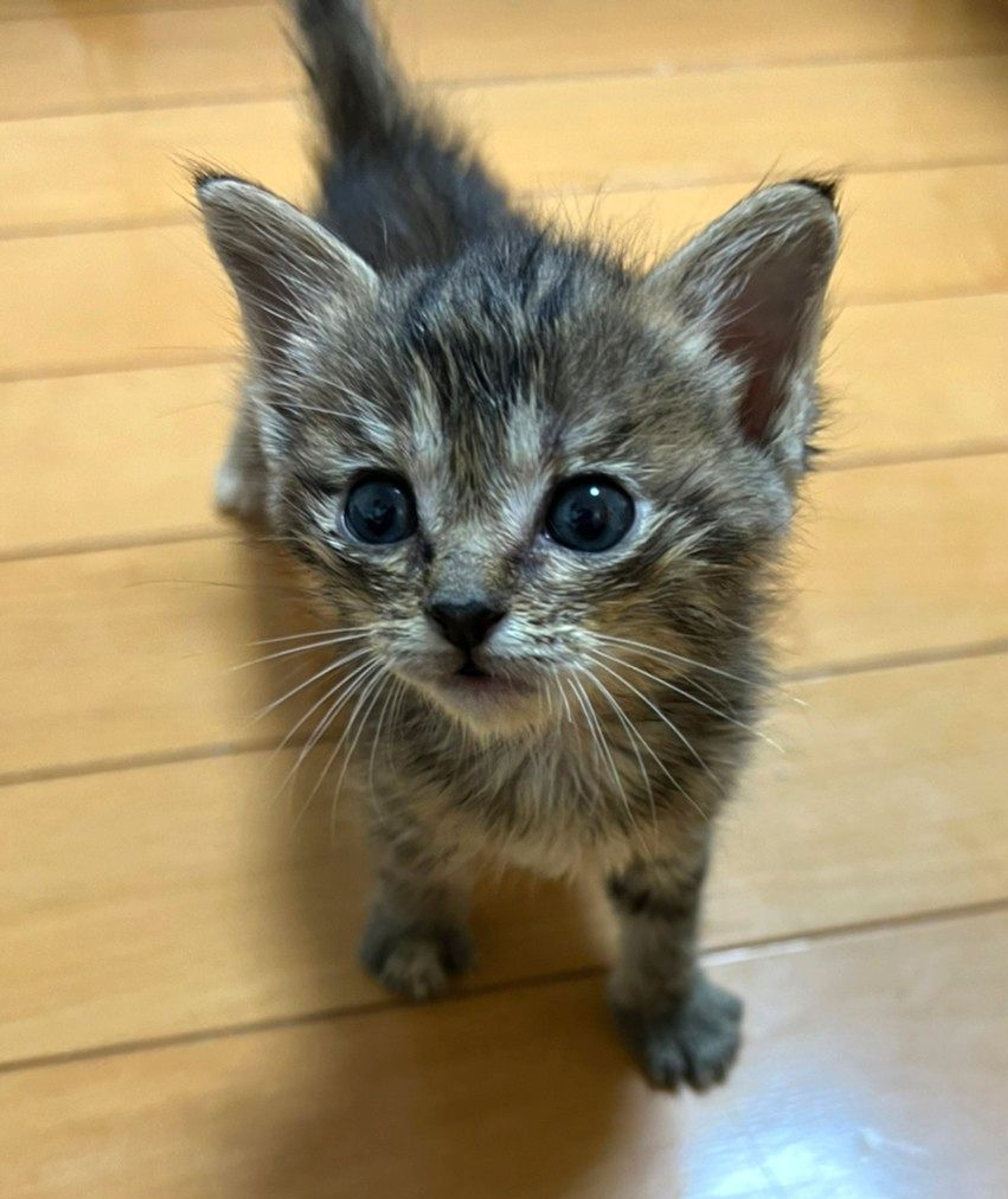 pet-image-3