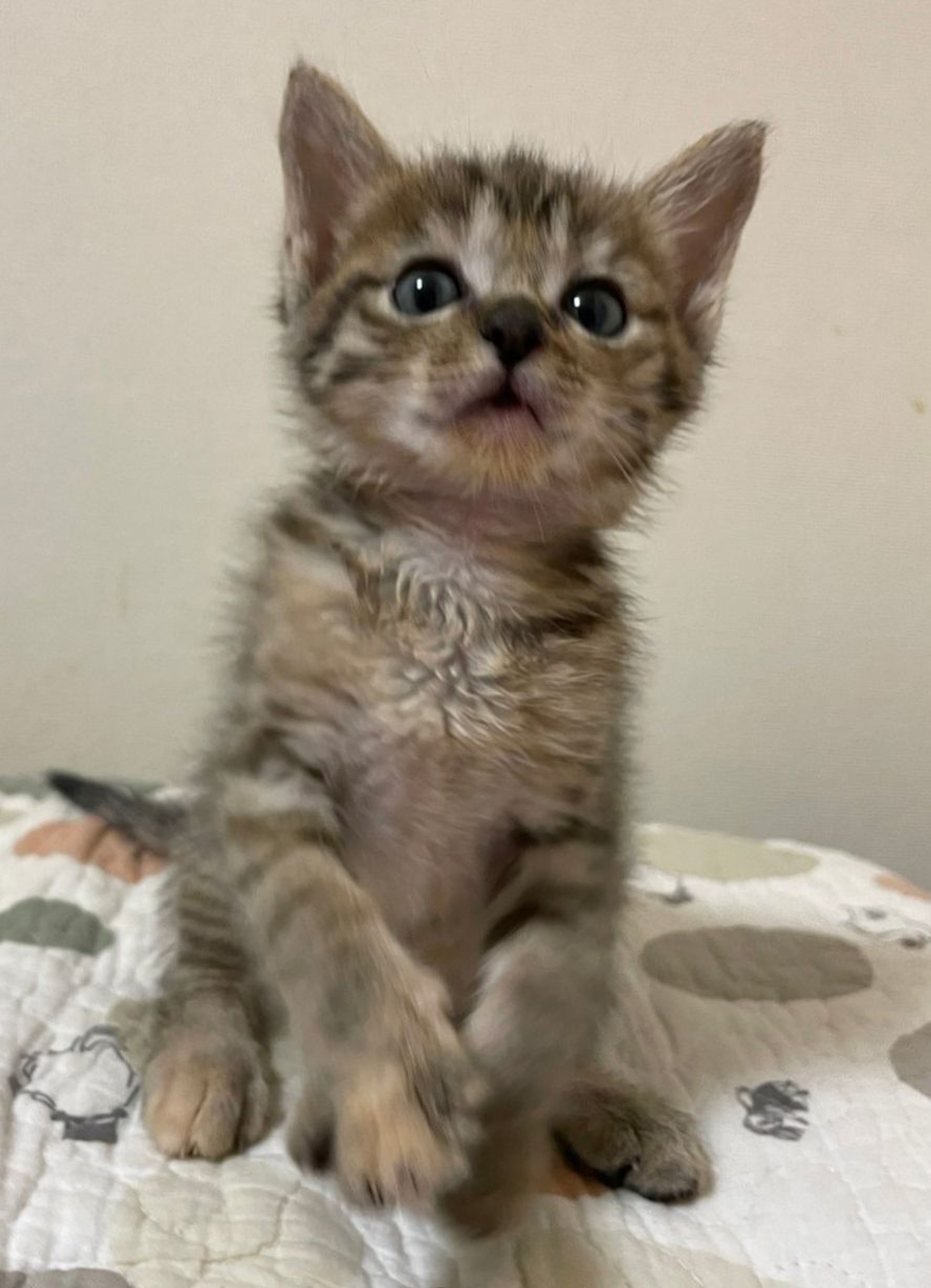 pet-image-4