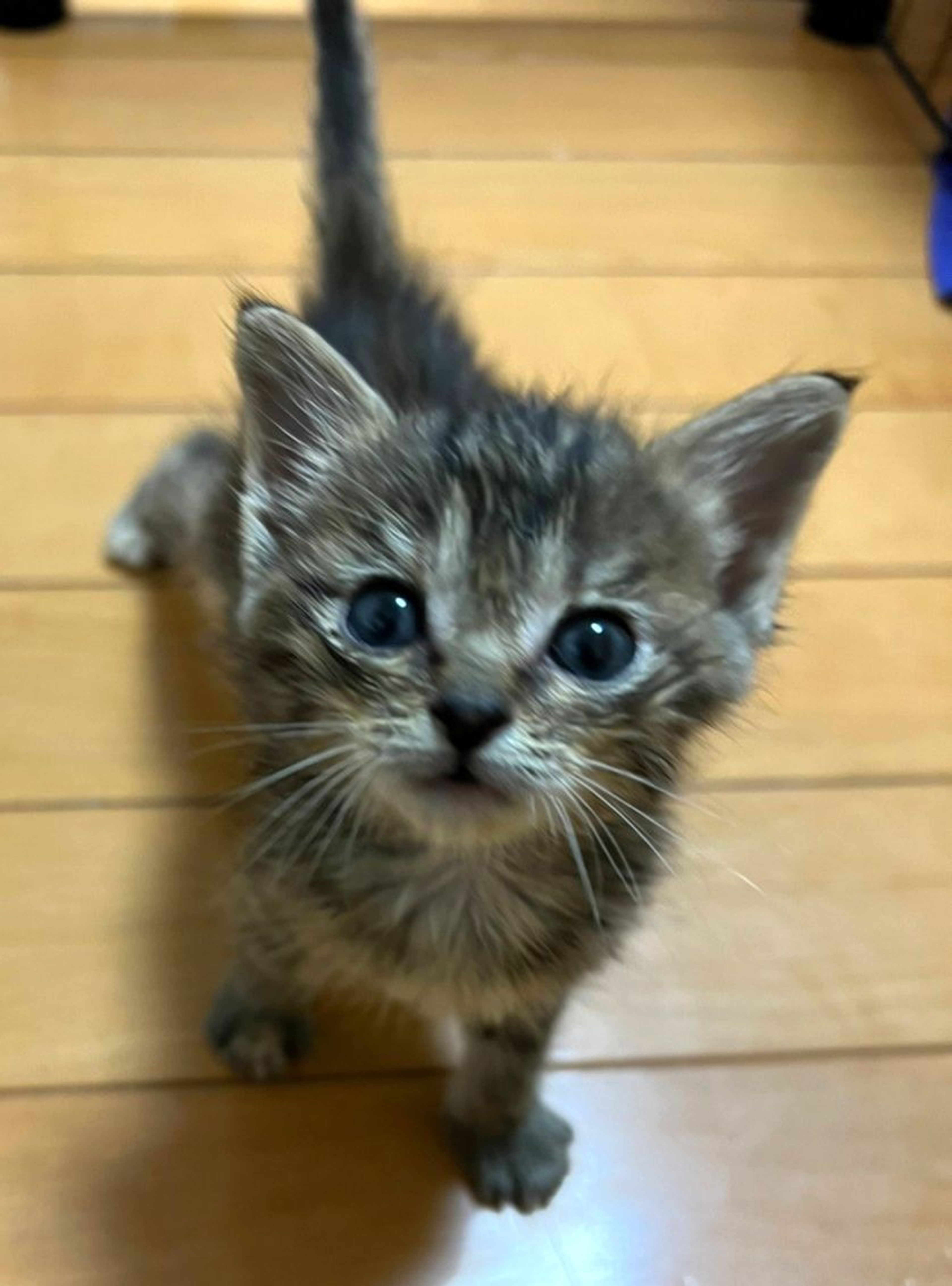 pet-image-5