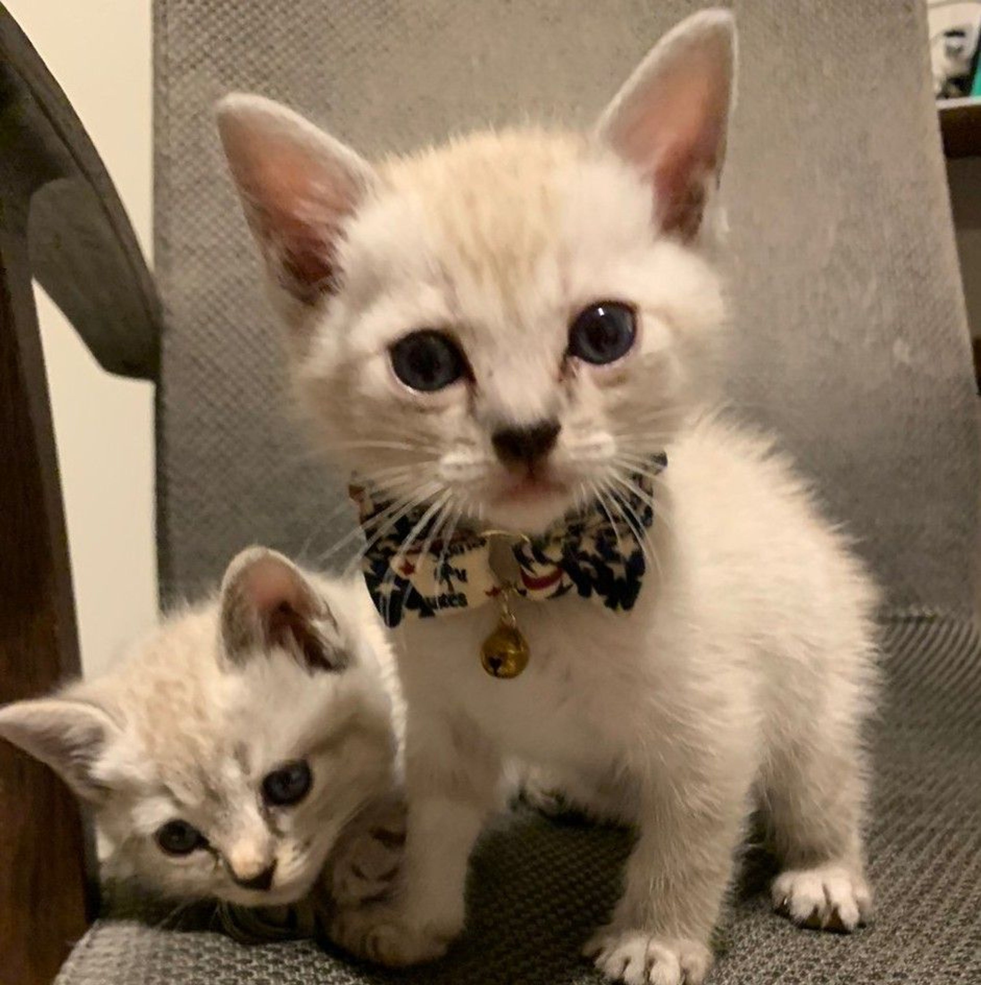 pet-image-4
