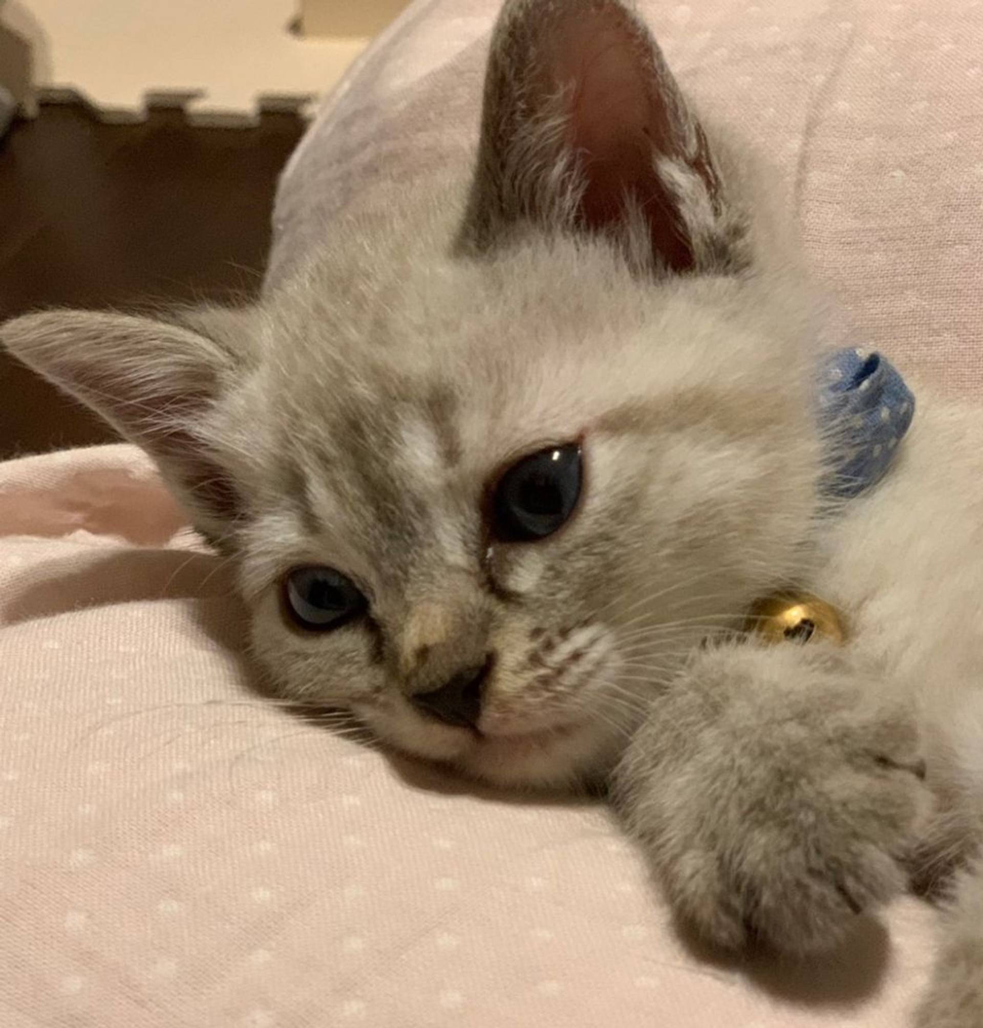 雑種（ミックス猫）・オスの里親募集の写真