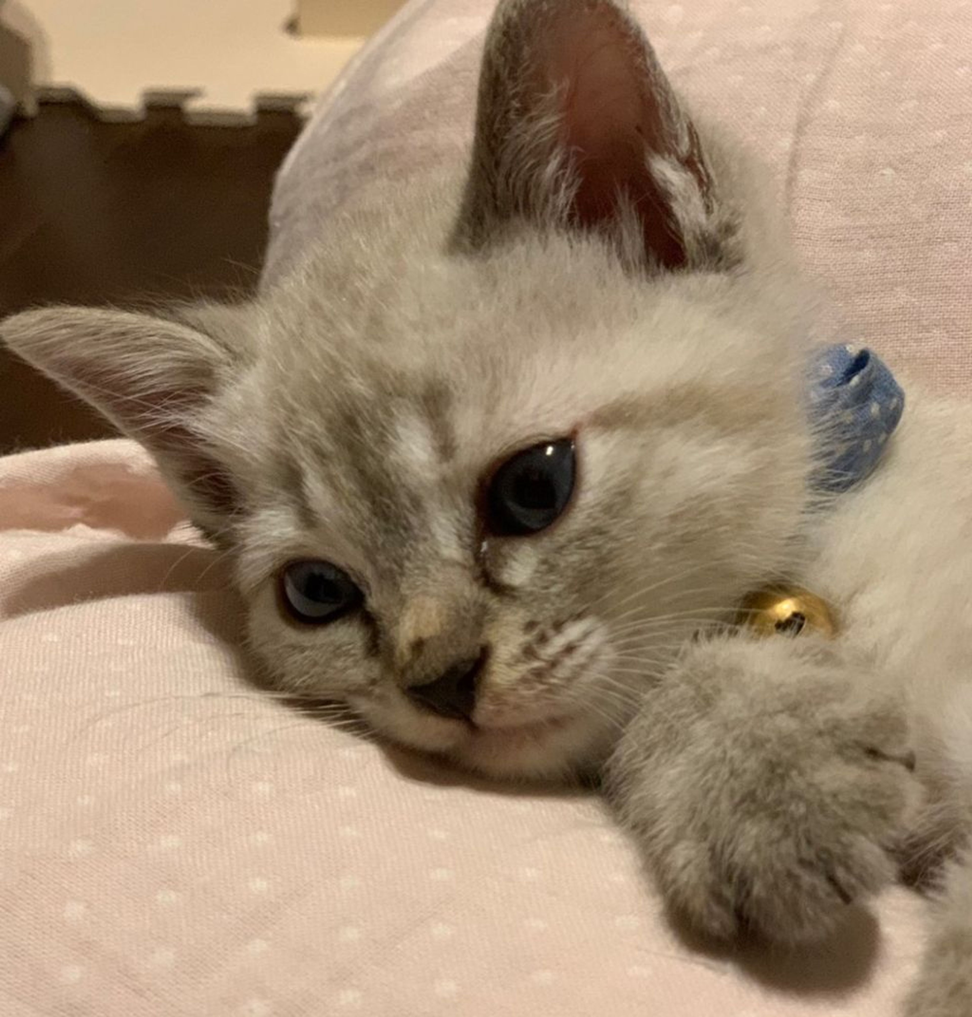 雑種（ミックス猫）・オスの里親募集の写真