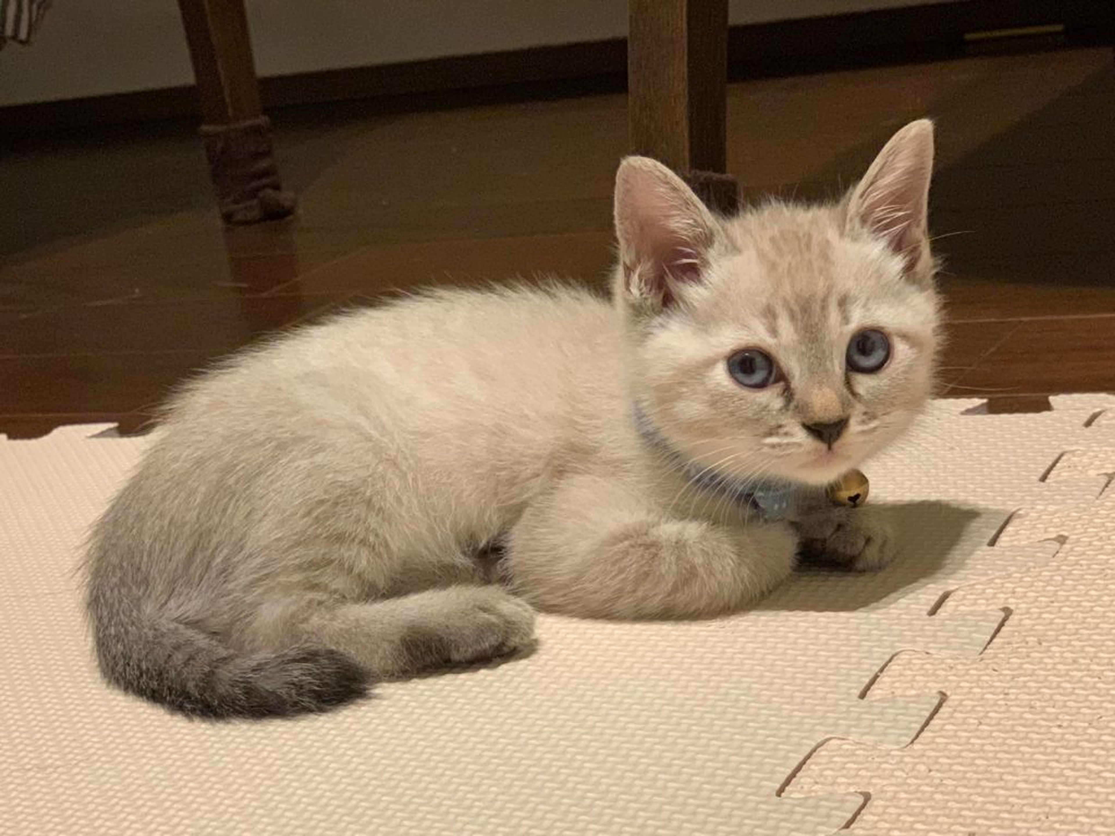 pet-image-4