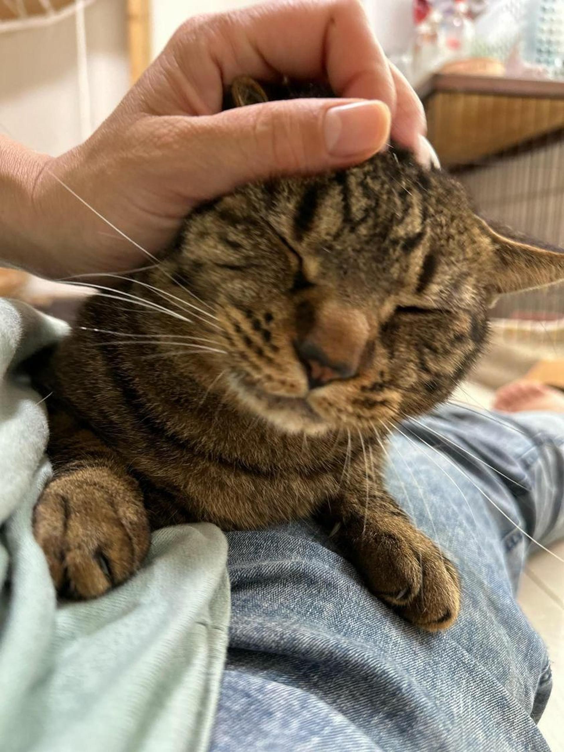 pet-image-9