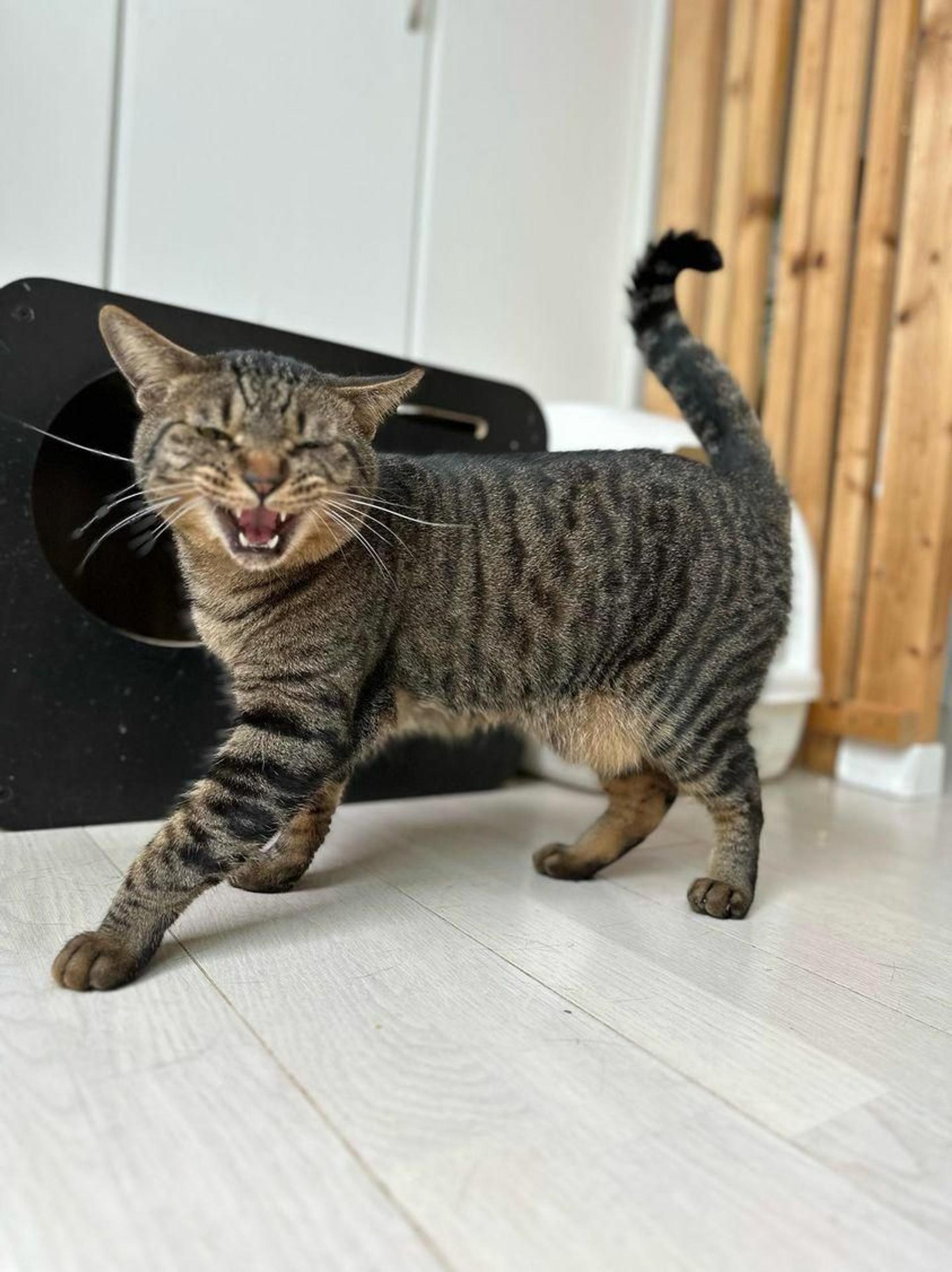 pet-image-10
