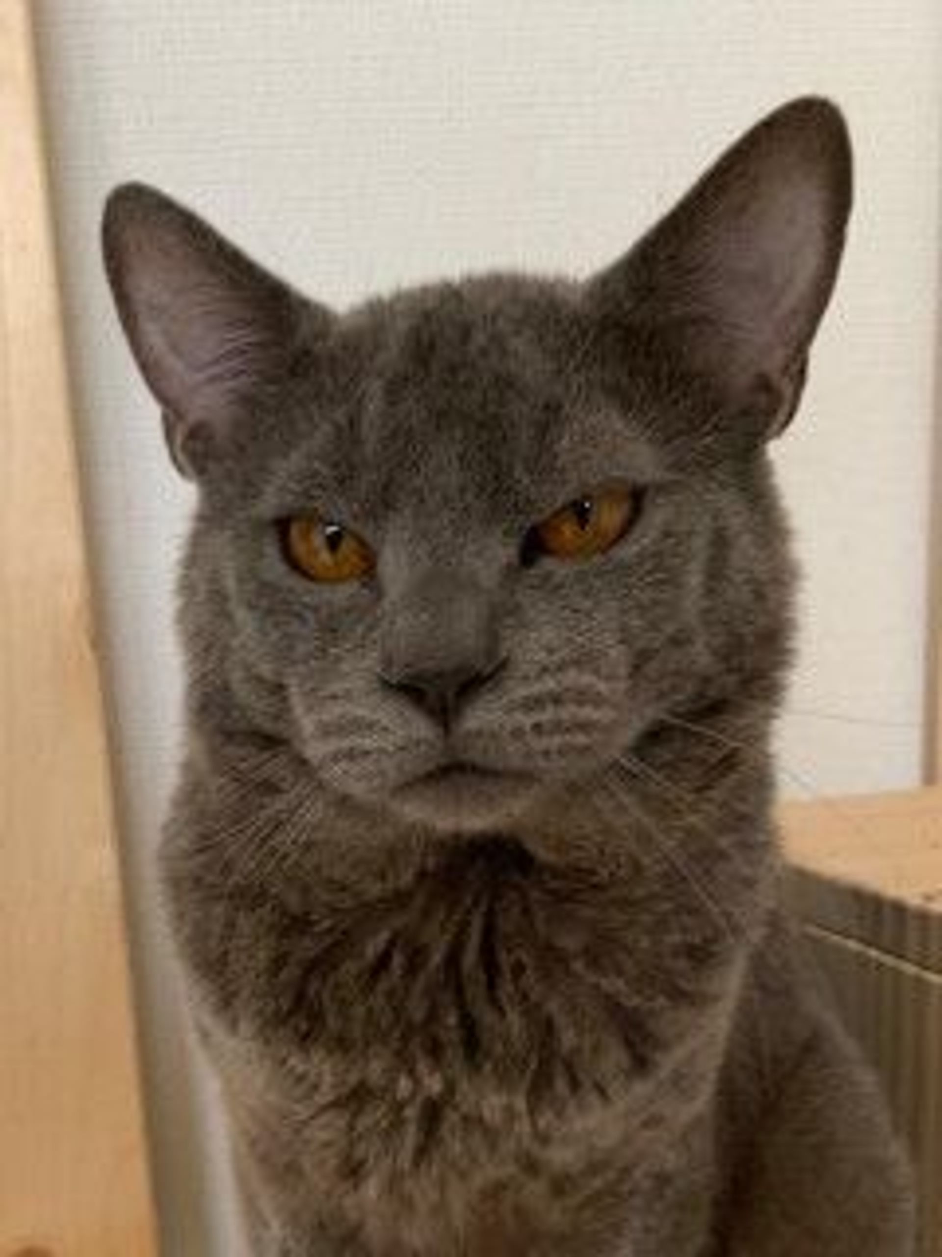 雑種（ミックス猫）・オスの里親募集の写真
