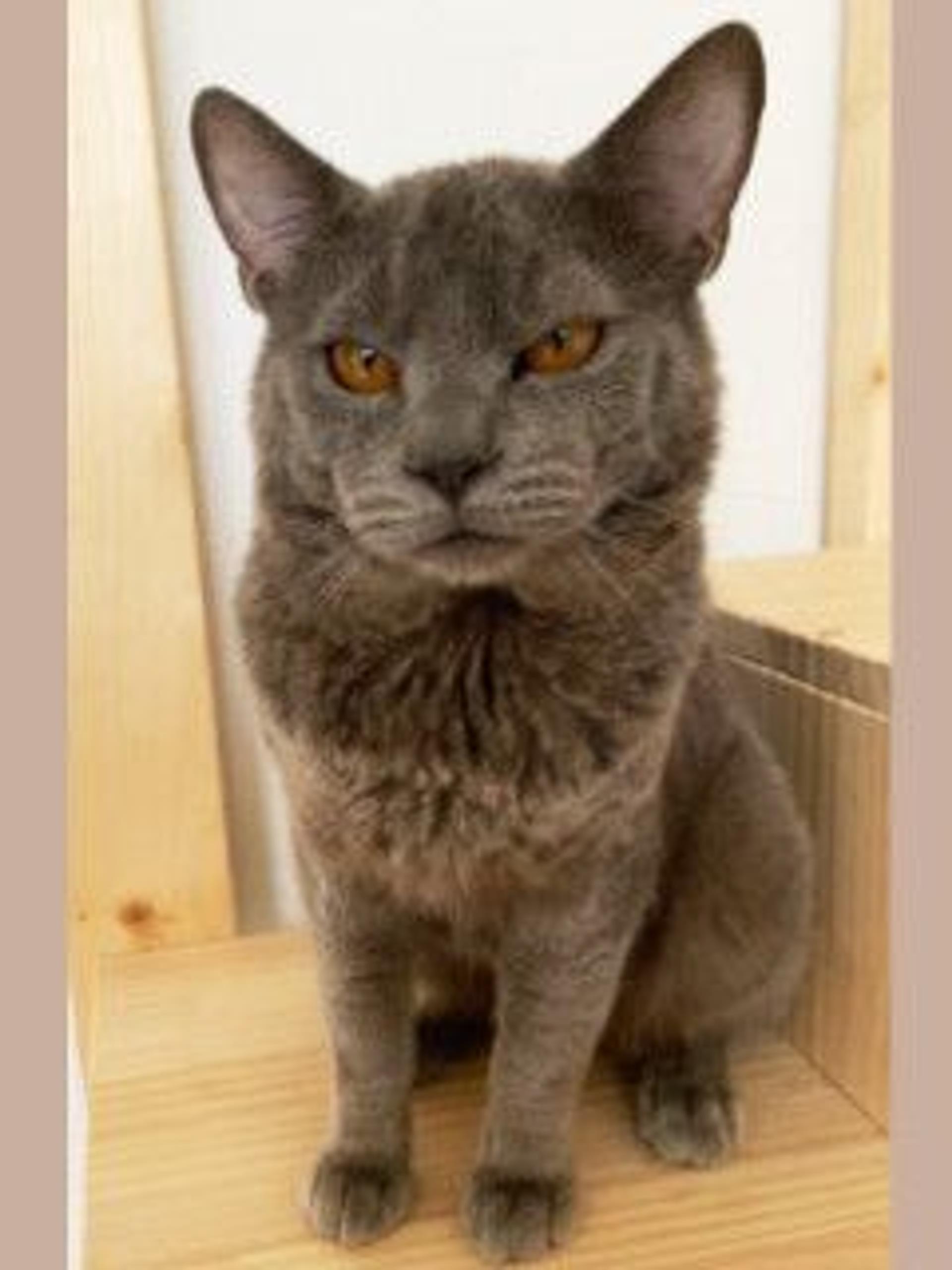 pet-image-2