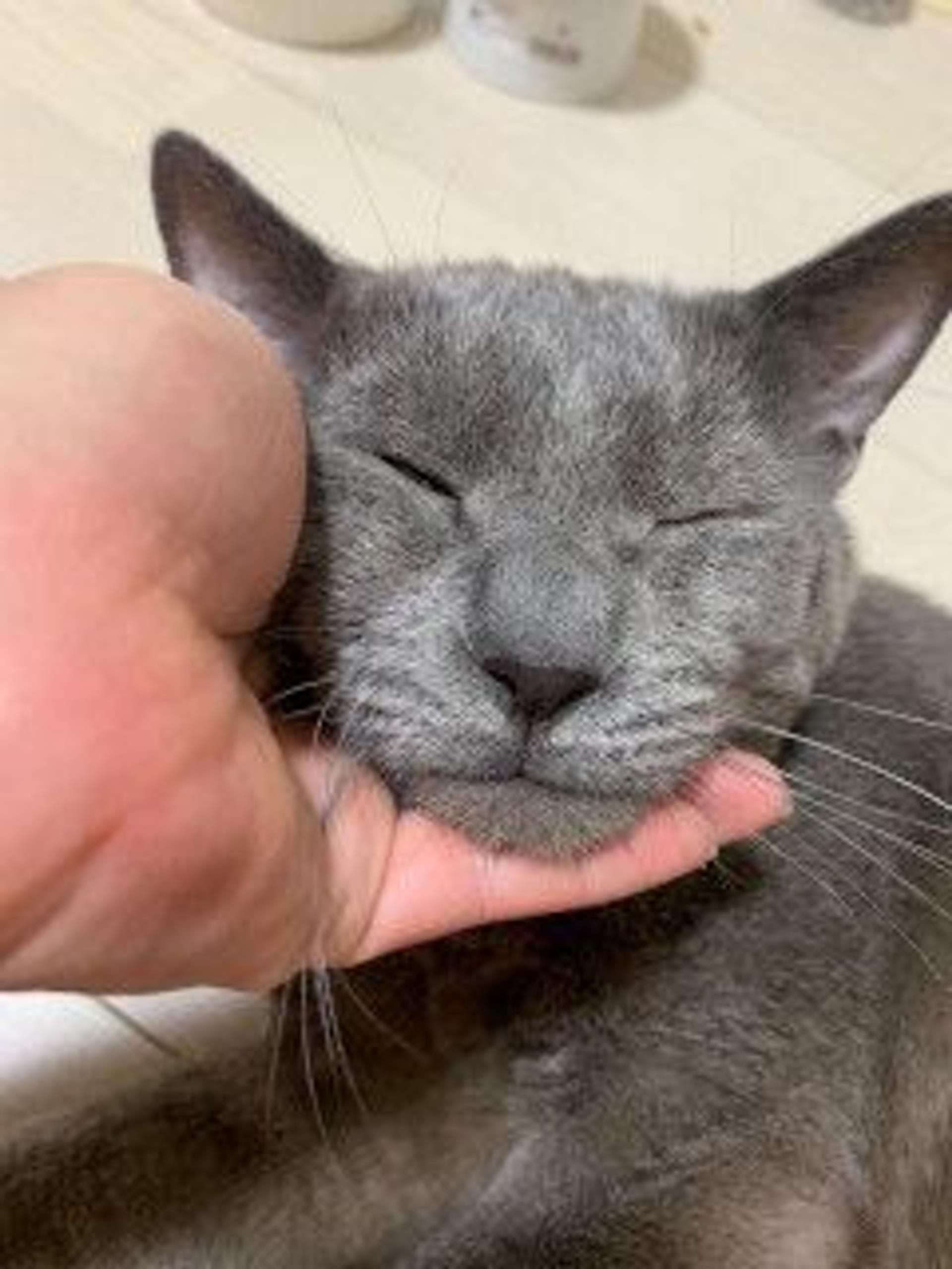 pet-image-4