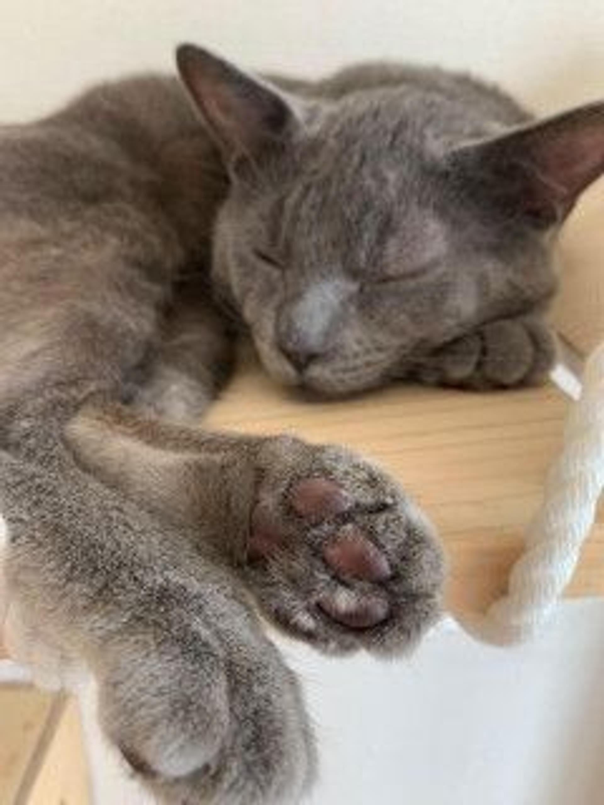 pet-image-5