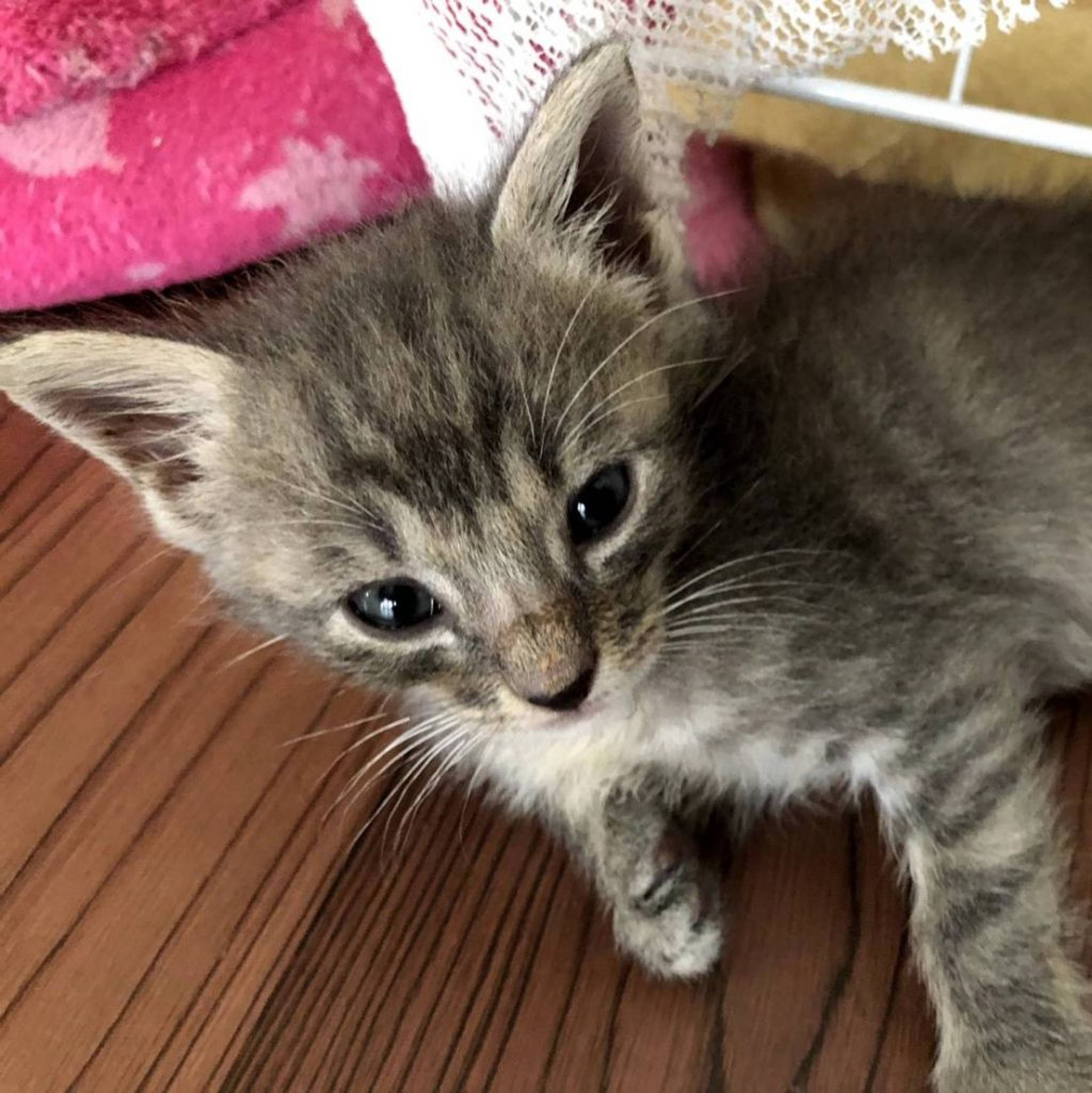 雑種（ミックス猫）・オスの里親募集の写真