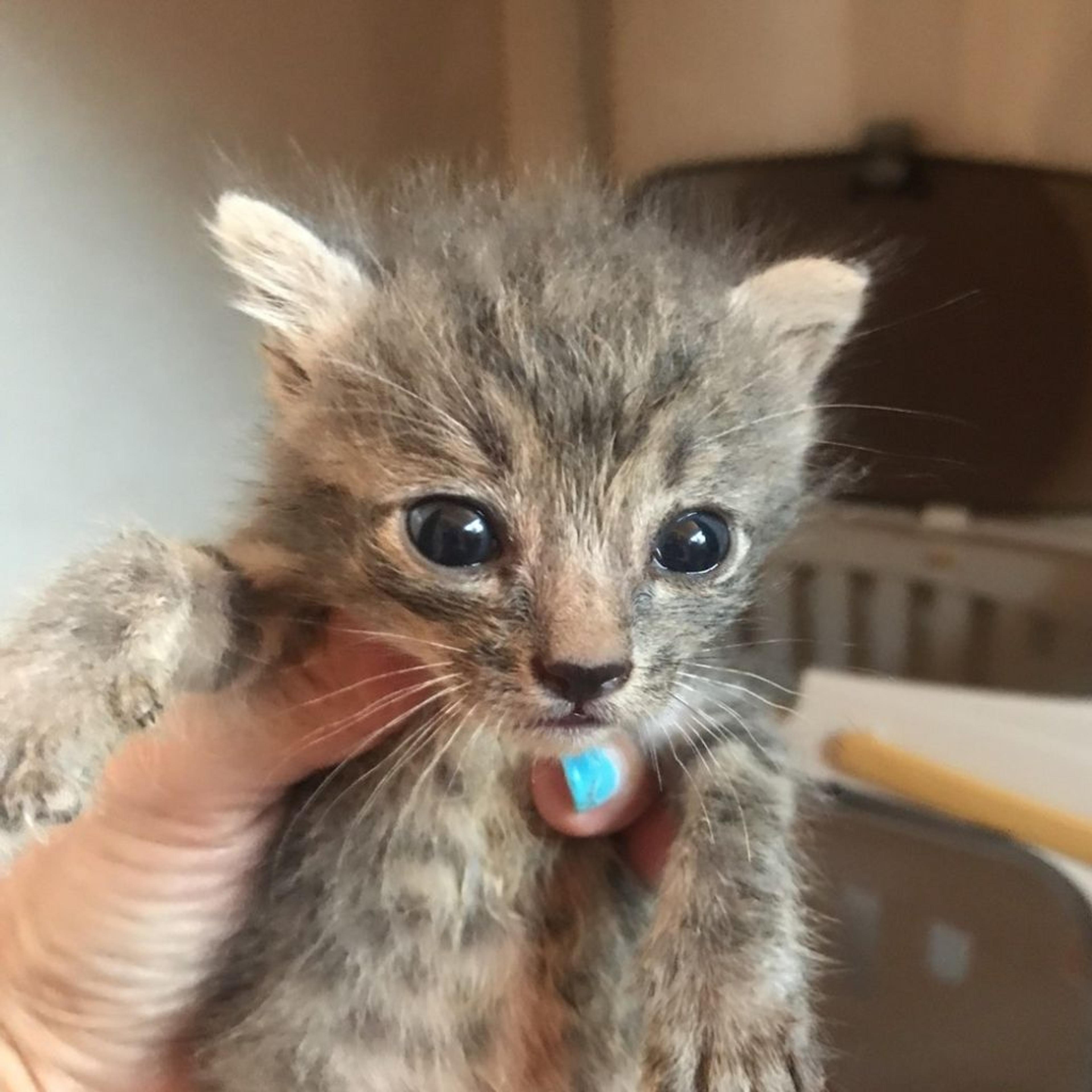 pet-image-2